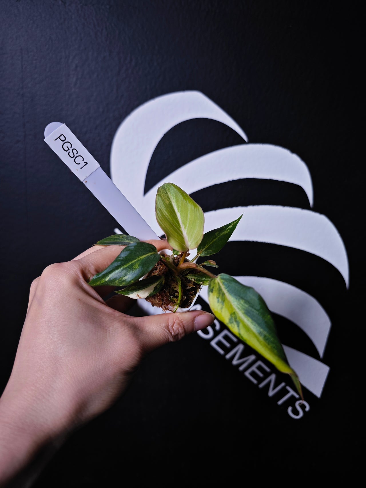 Philodendron Gloriousum Var - thebasements.us