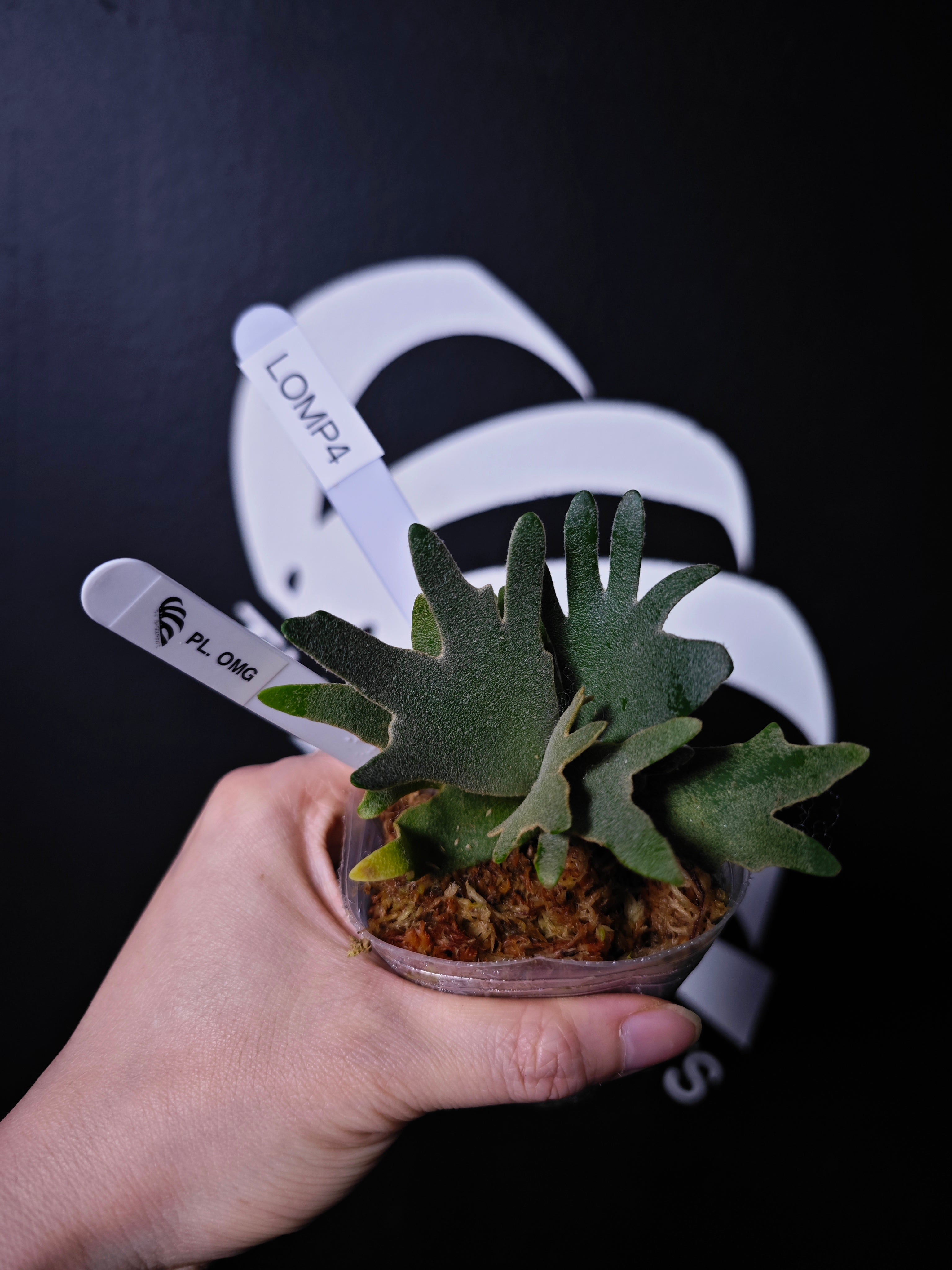 willinckii omg × samurai select 脇芽 P. Willinckii “OMG” Plant - Buy Now | Rare & Indoor – HCorchids