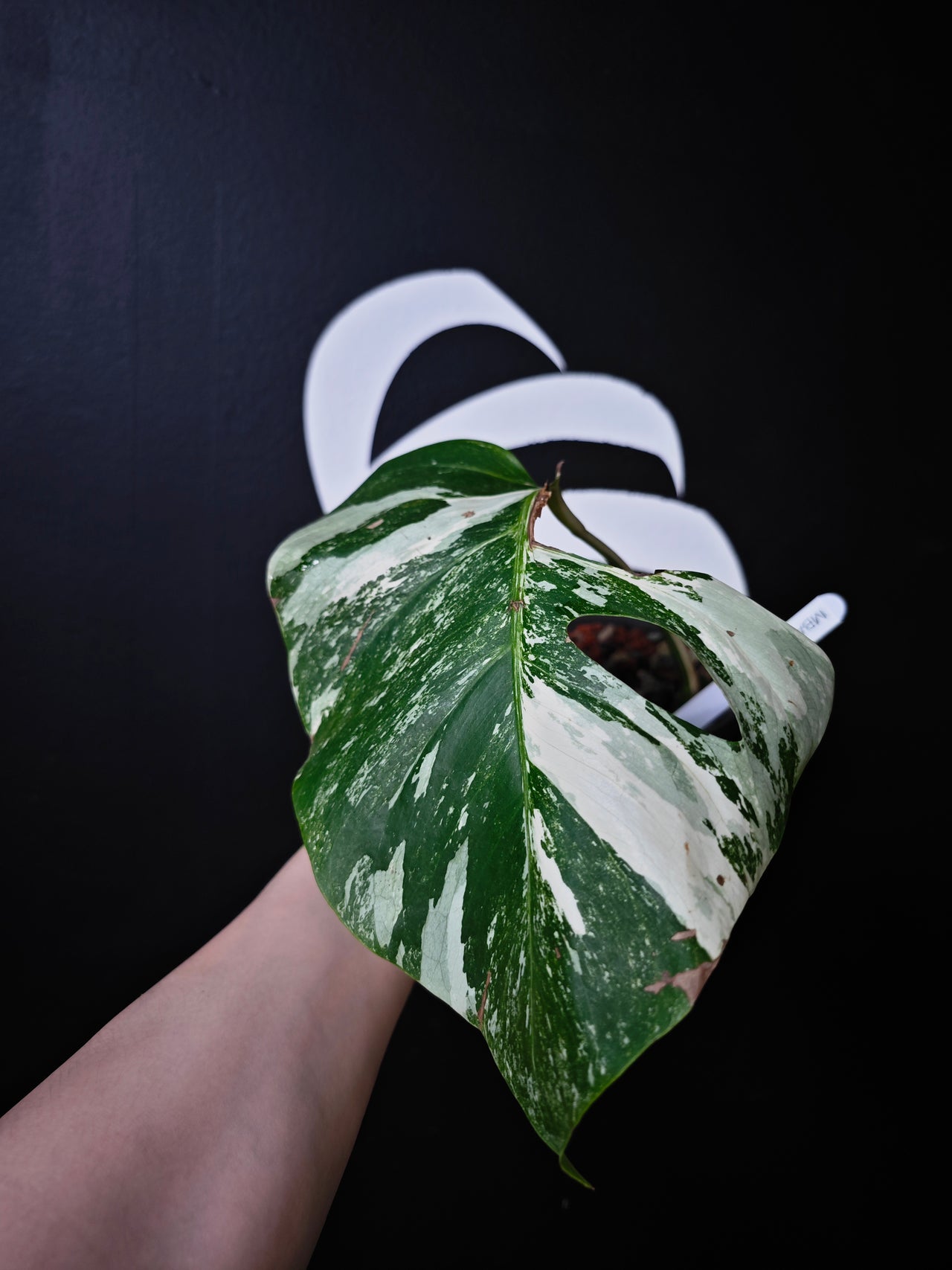 Monstera Borsigiana Albo - thebasements.com