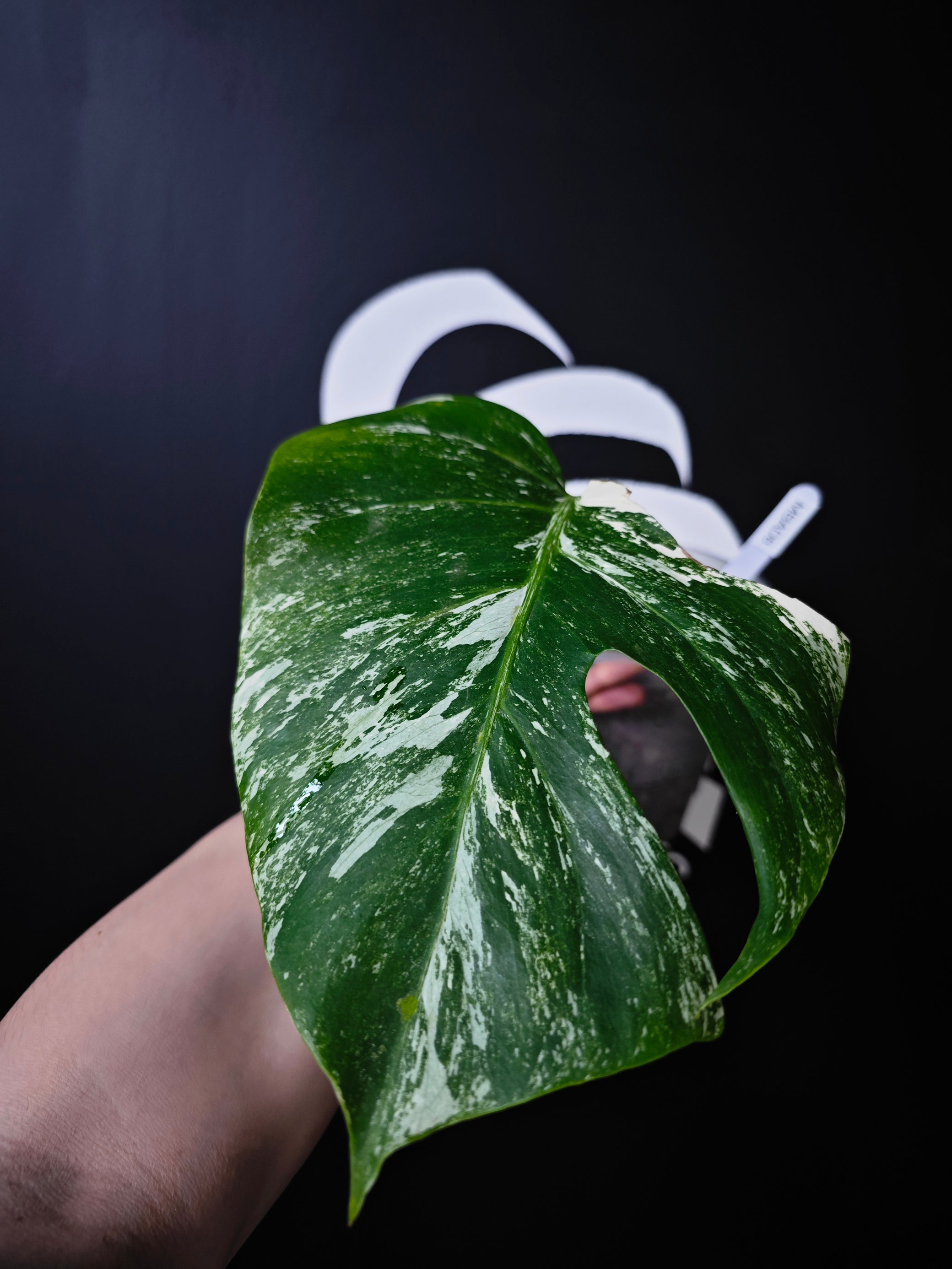 Monstera Borsigiana Albo