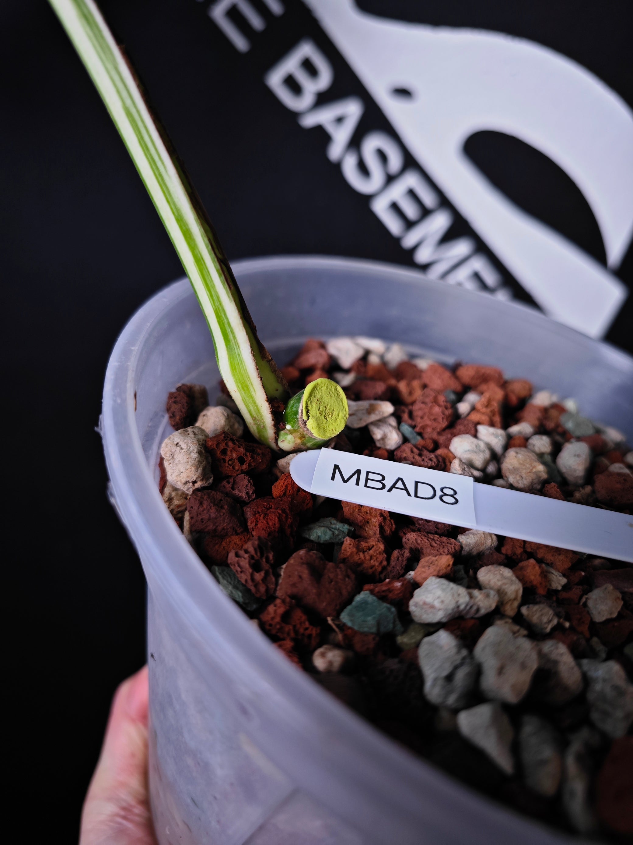 monstera borsigiana seeds Monstera Borsigiana Albo