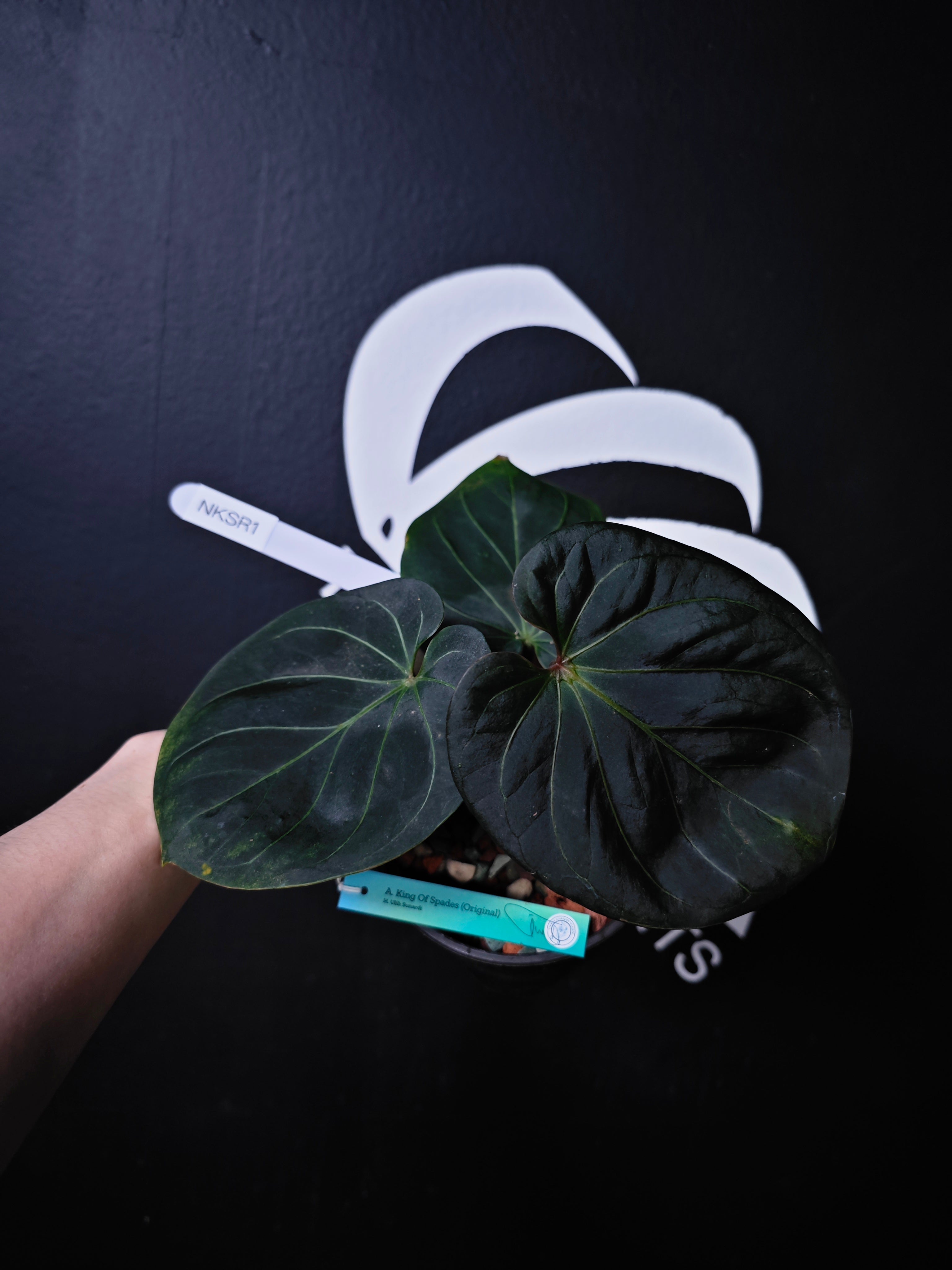 Anthurium King of Spades Dark Round x Dark Butterfly Selected