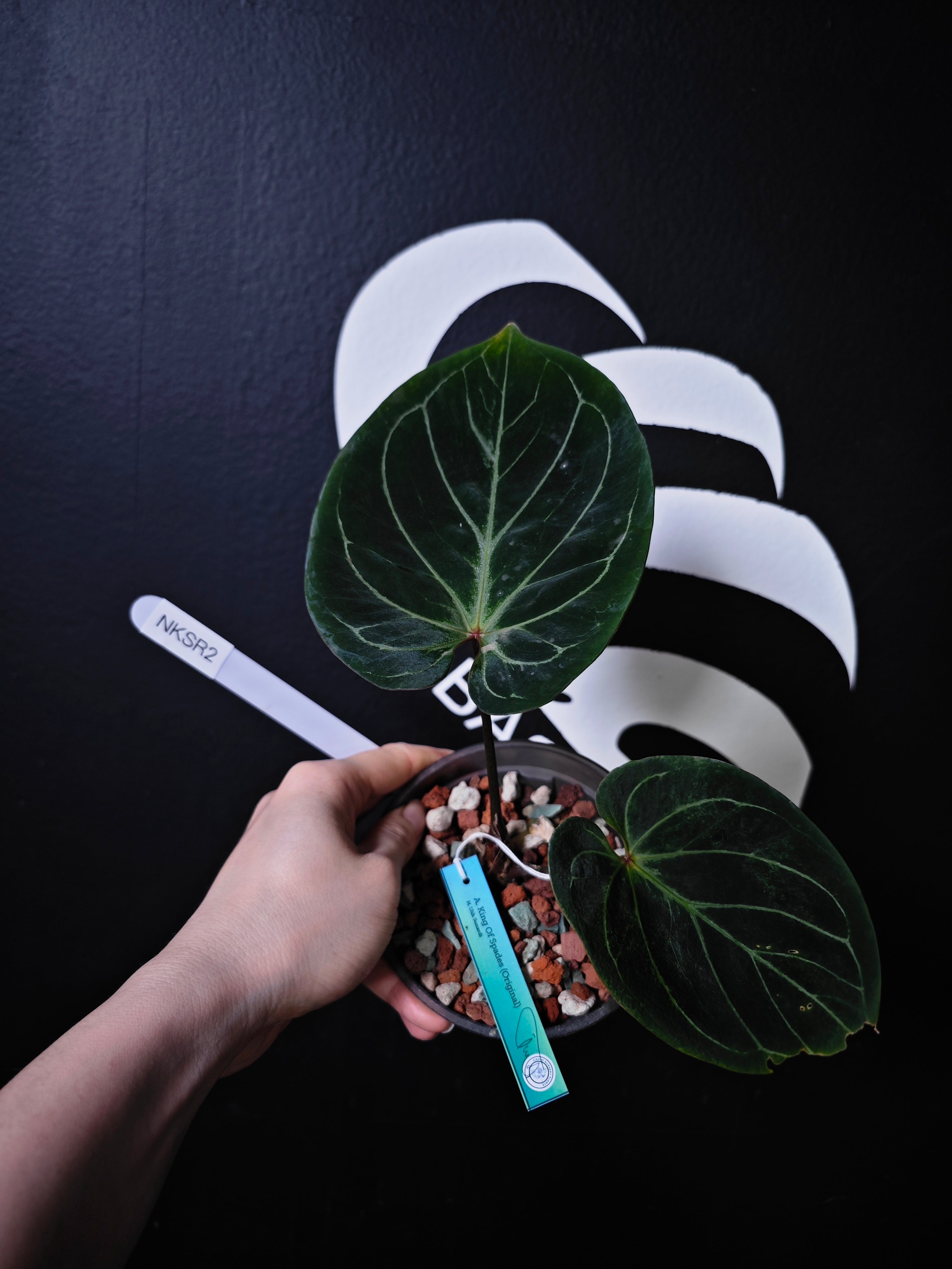 anthurium king of spades Round　Type Anthurium King of Spades Dark Round x Dark Butterfly Selected