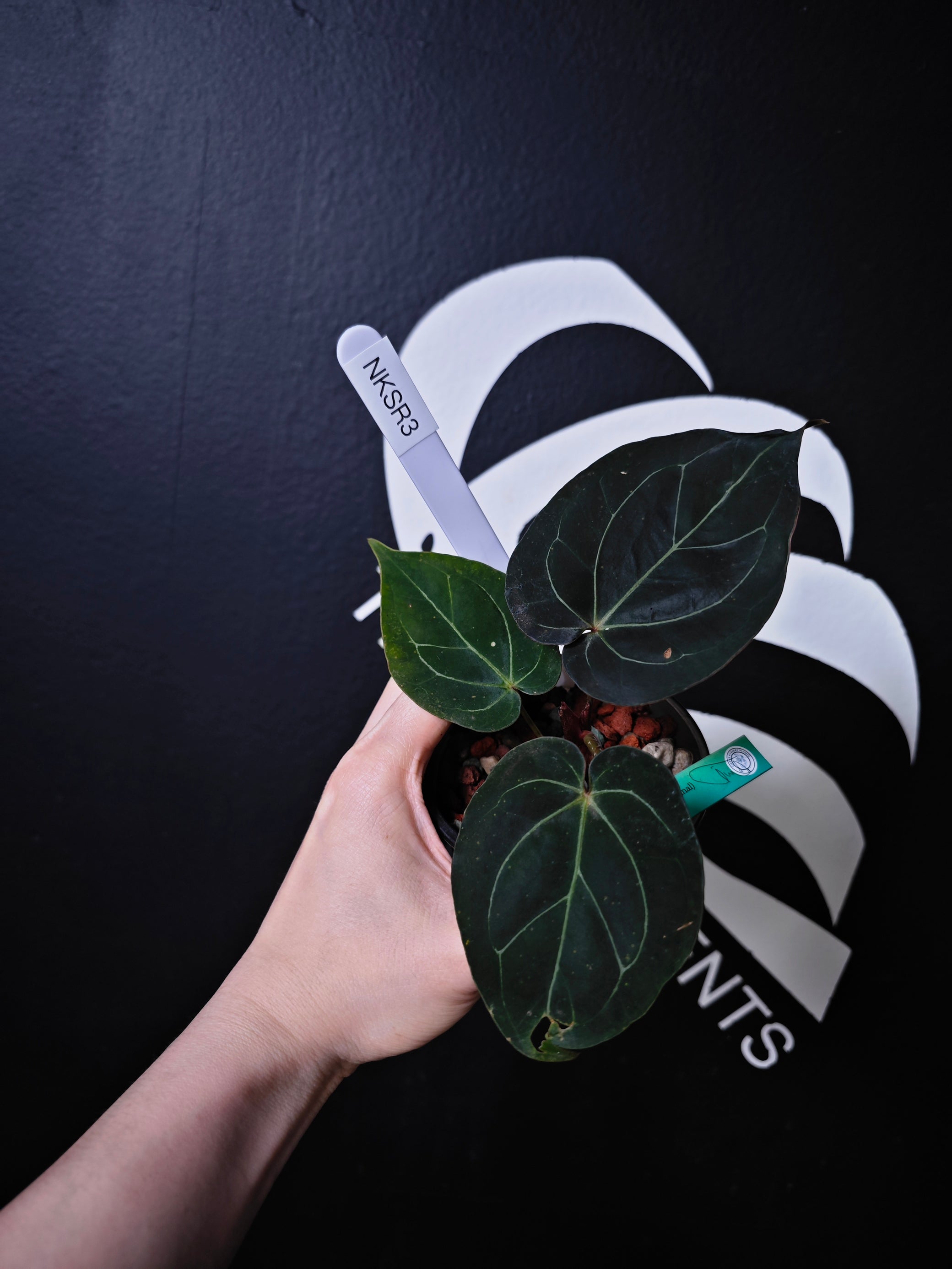 king of spades philodendron Anthurium King of Spades Dark Round x Dark Butterfly Selected