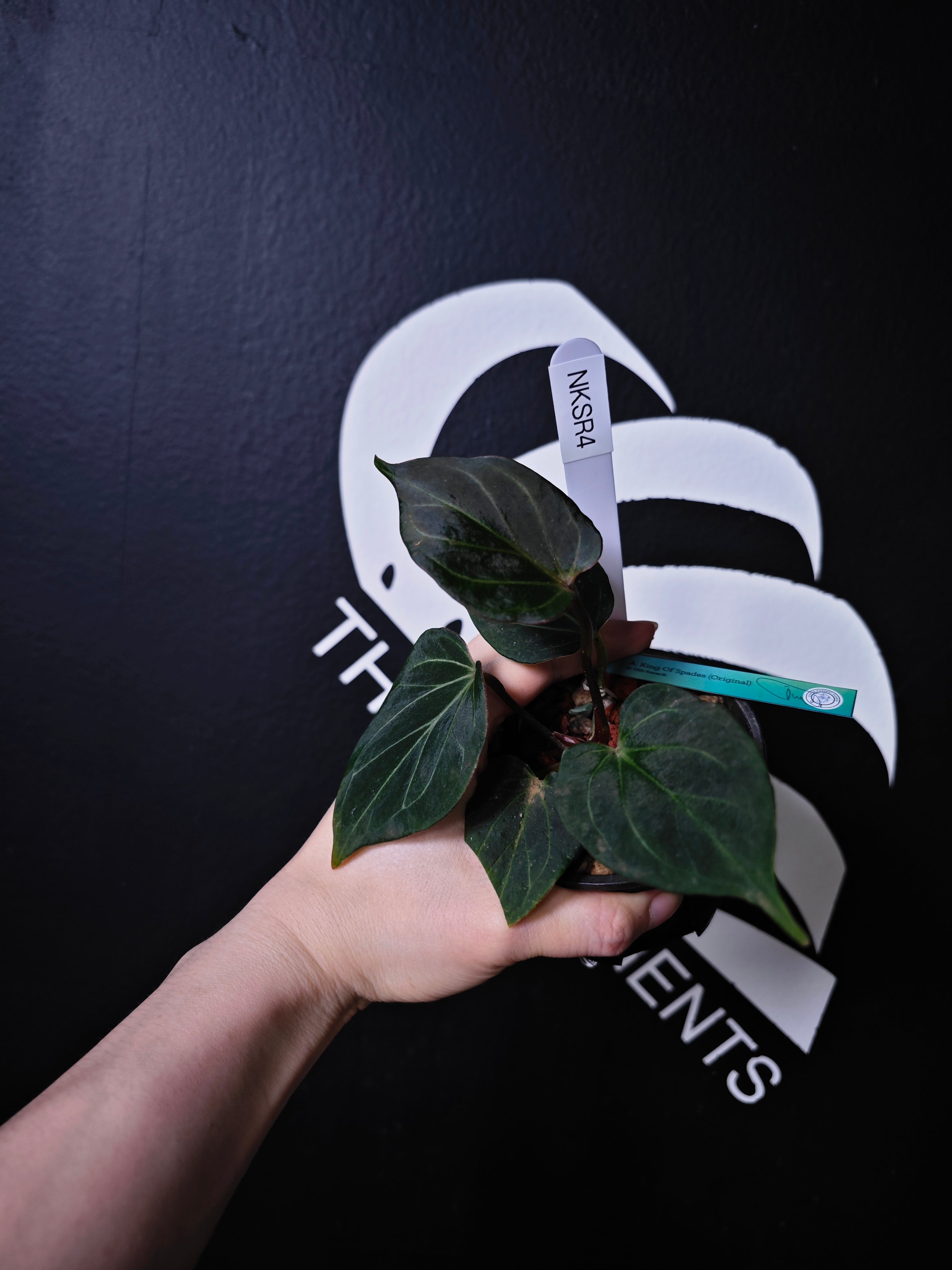 Anthurium King of Spades Dark Round x Dark Butterfly Selected