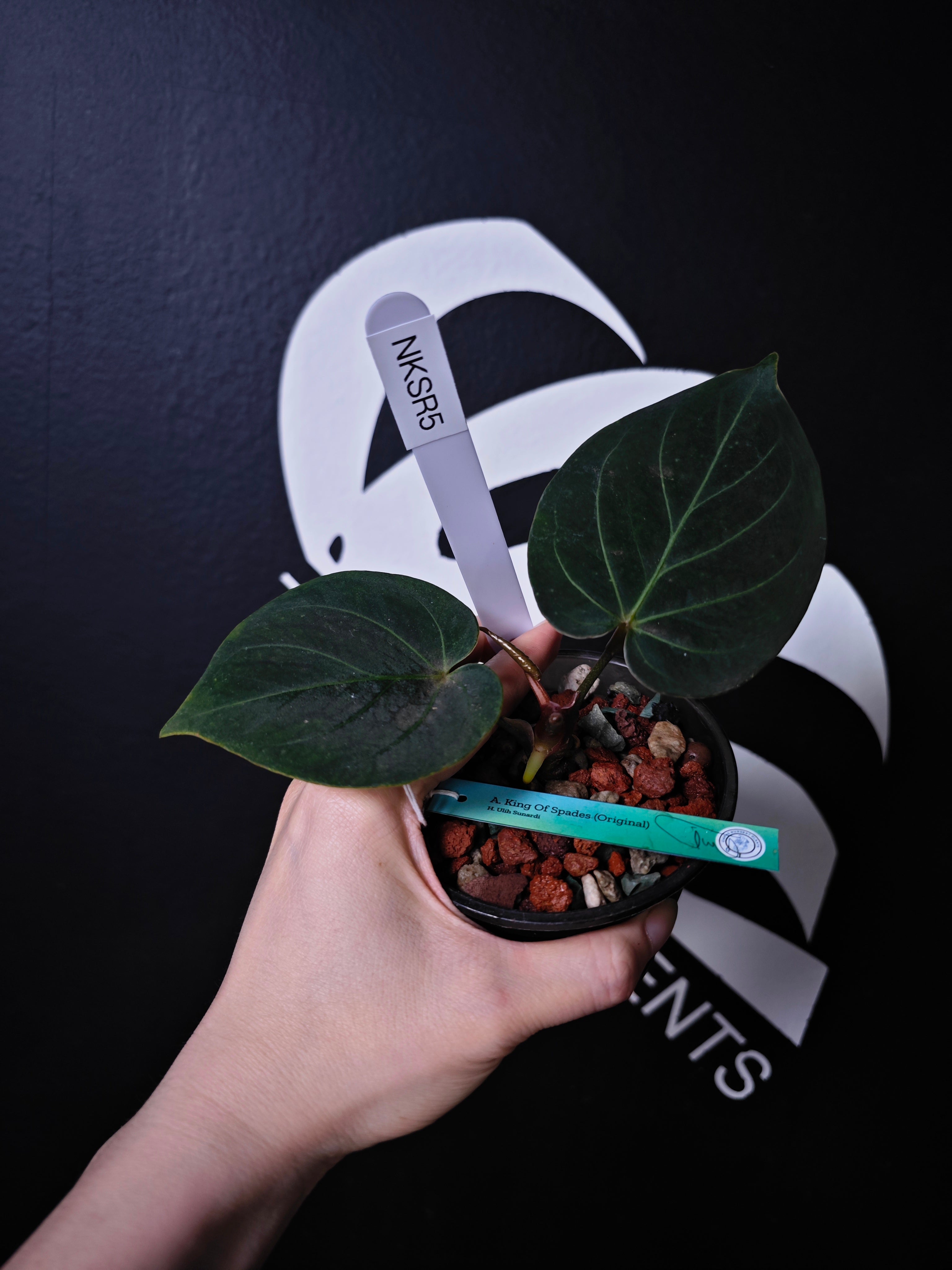 Anthurium King of Spades Dark Round x Dark Butterfly Selected