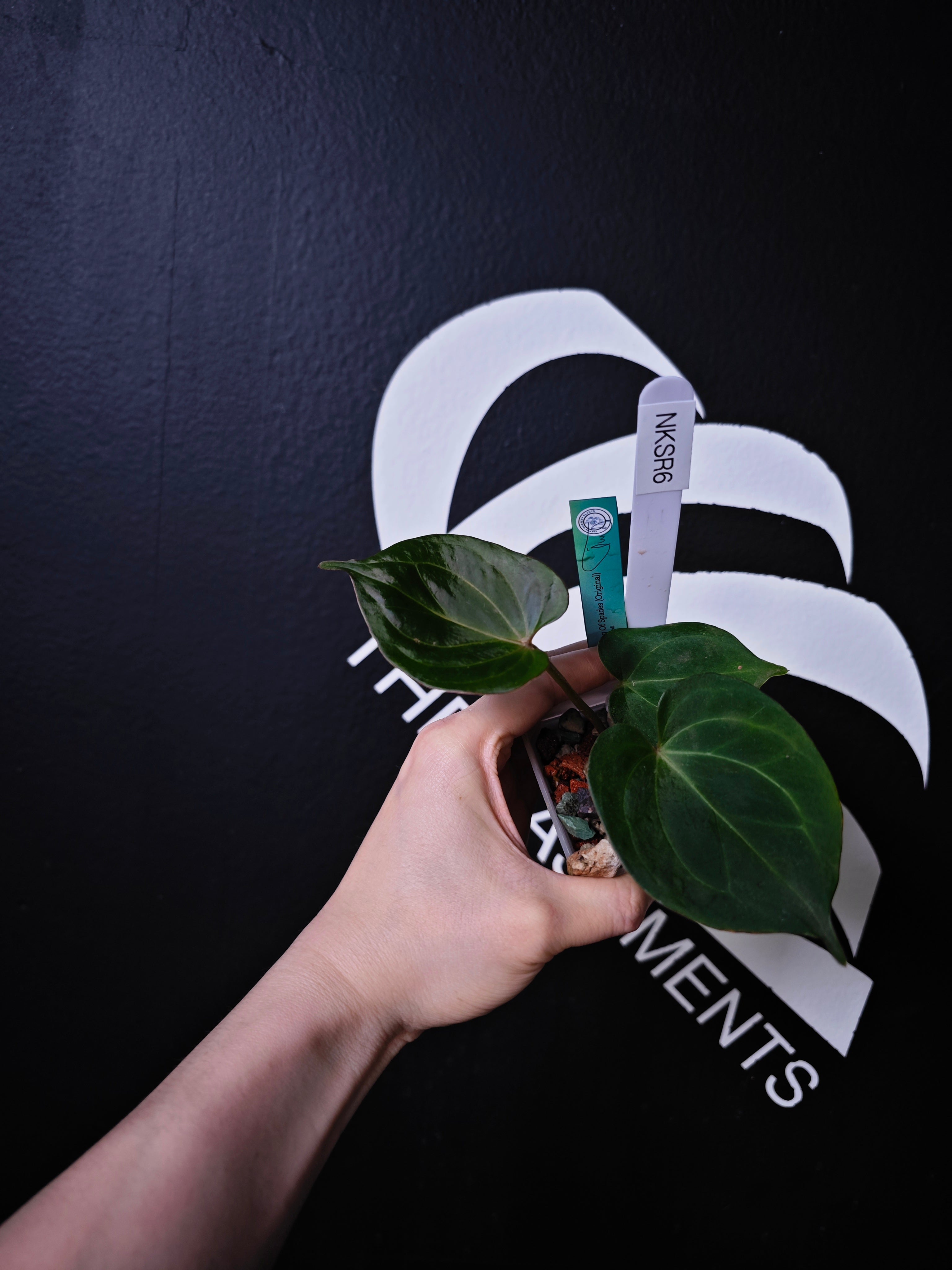 Anthurium King of Spades Dark Round x Dark Butterfly Selected
