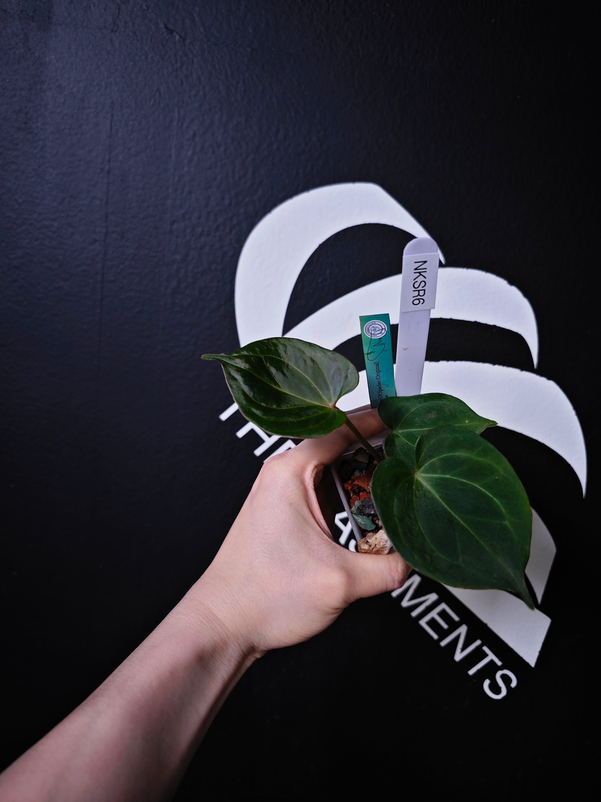 anthurium 'black king' Anthurium King of Spades Dark Round x Dark Butterfly Selected