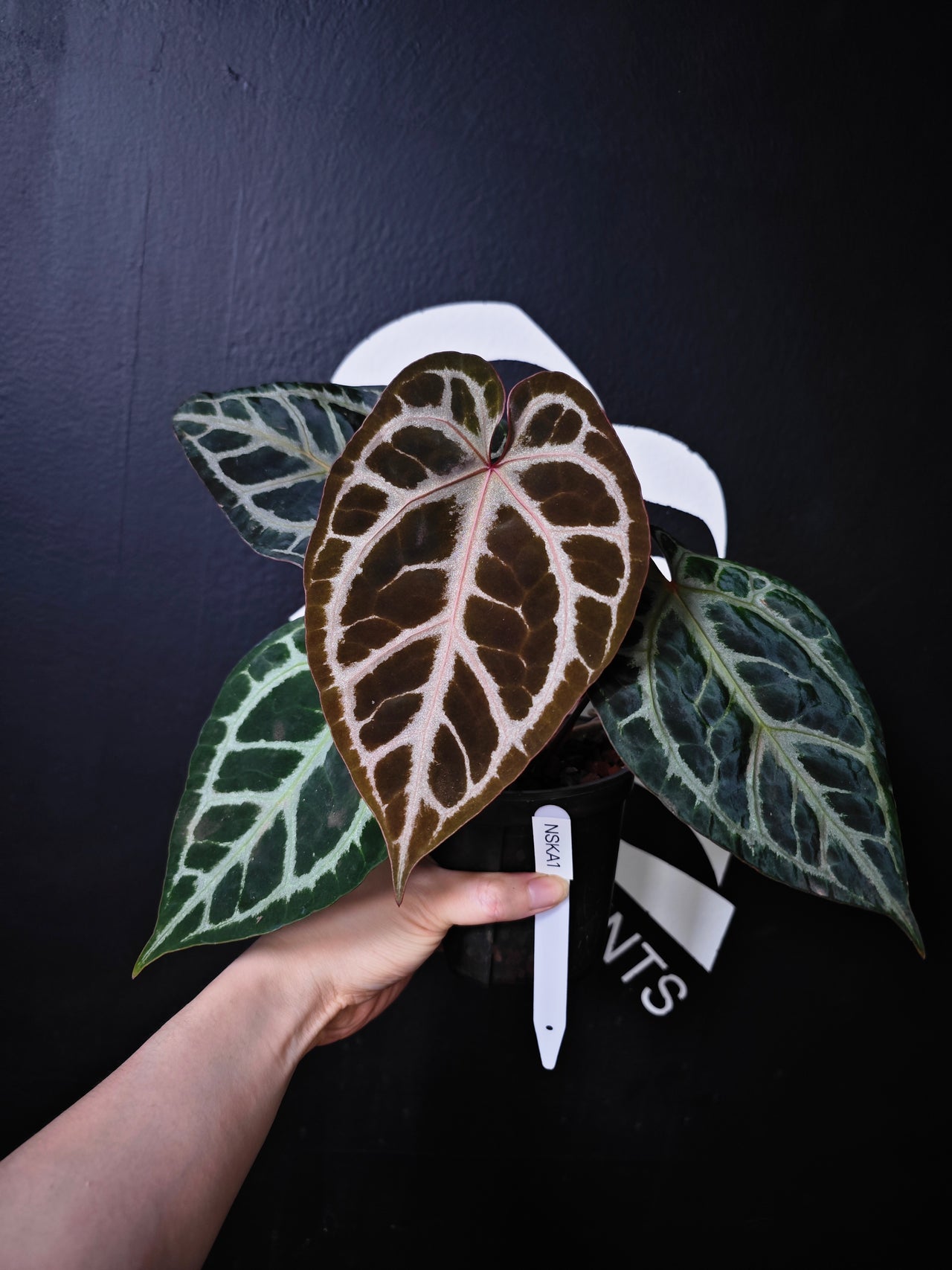 Anthurium Swan Kiss