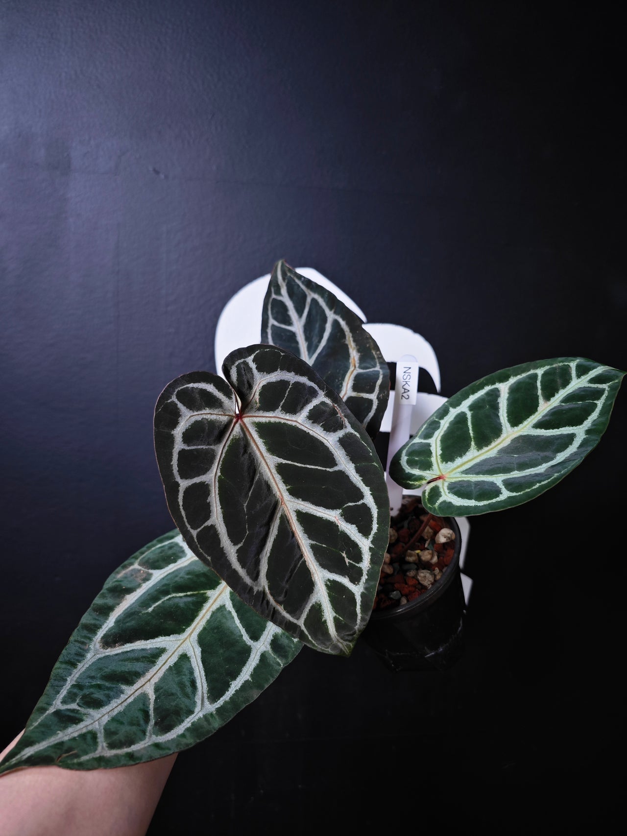 Anthurium Swan Kiss