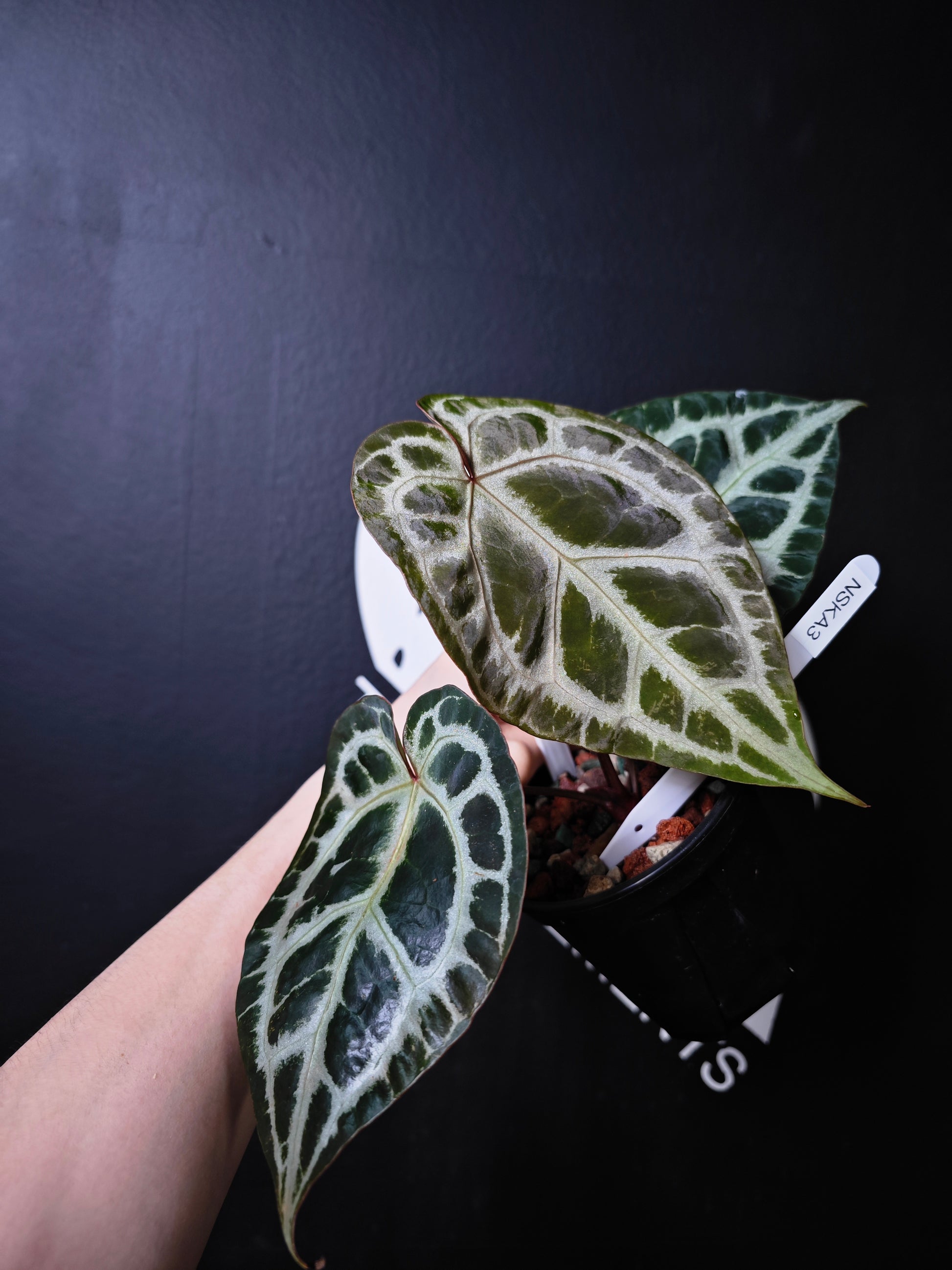 Anthurium Swan Kiss - thebasements.com
