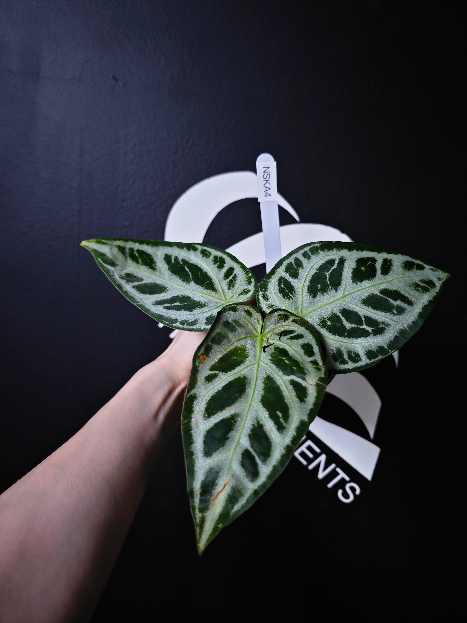Anthurium Swan Kiss - thebasements.com
