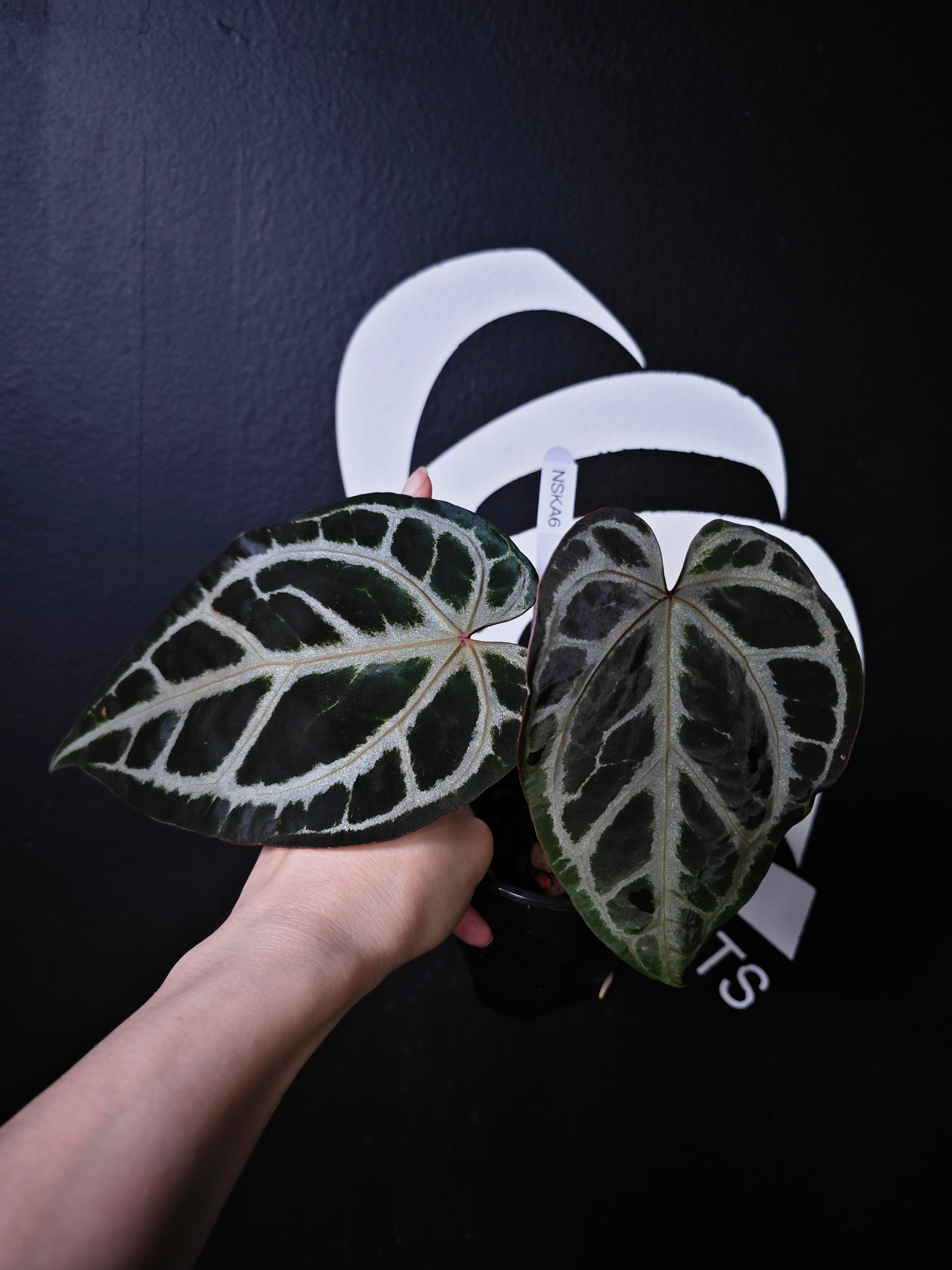 Anthurium Swan Kiss - thebasements.com