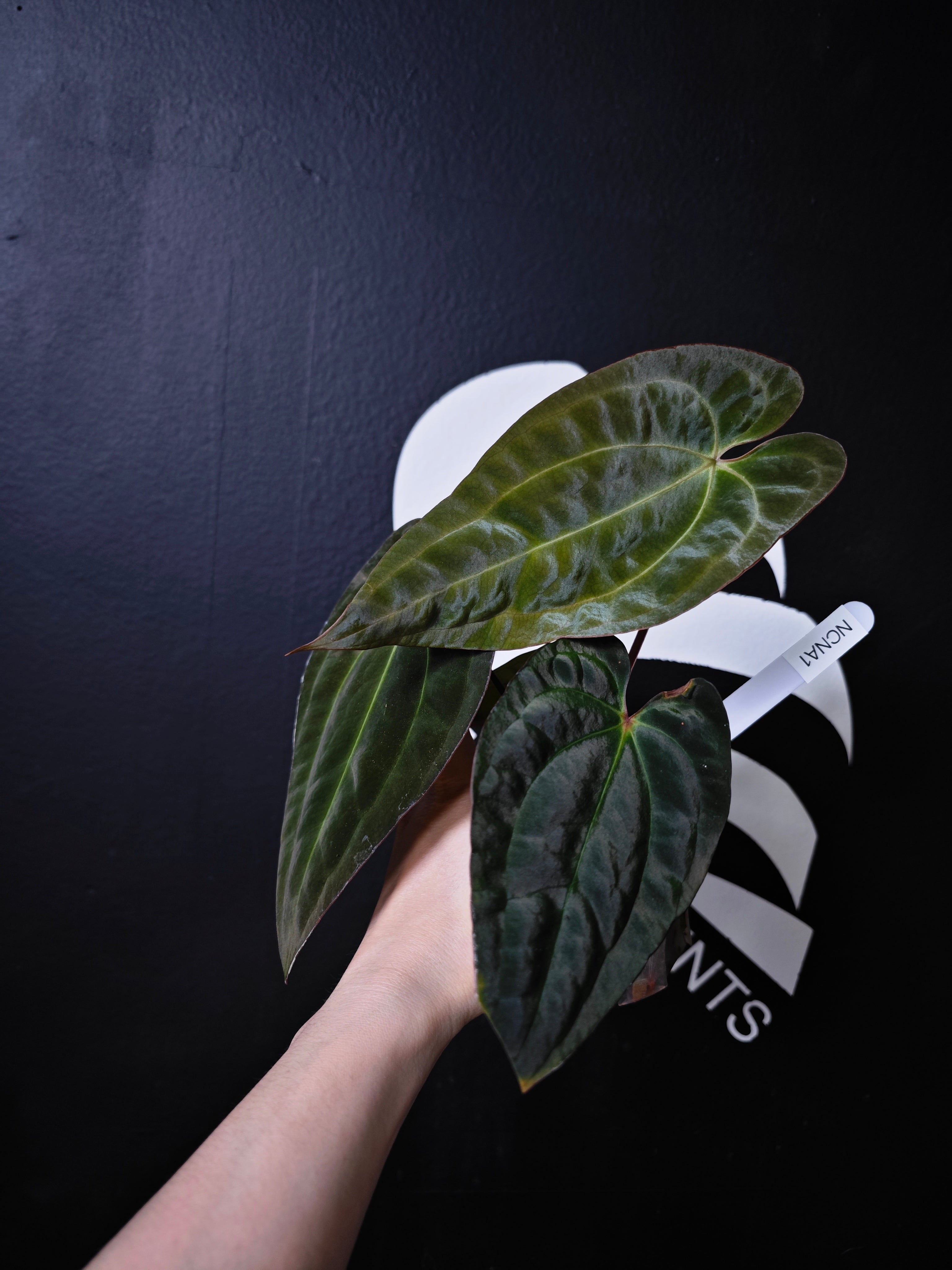 ANTHURIUM - page - thebasements.com