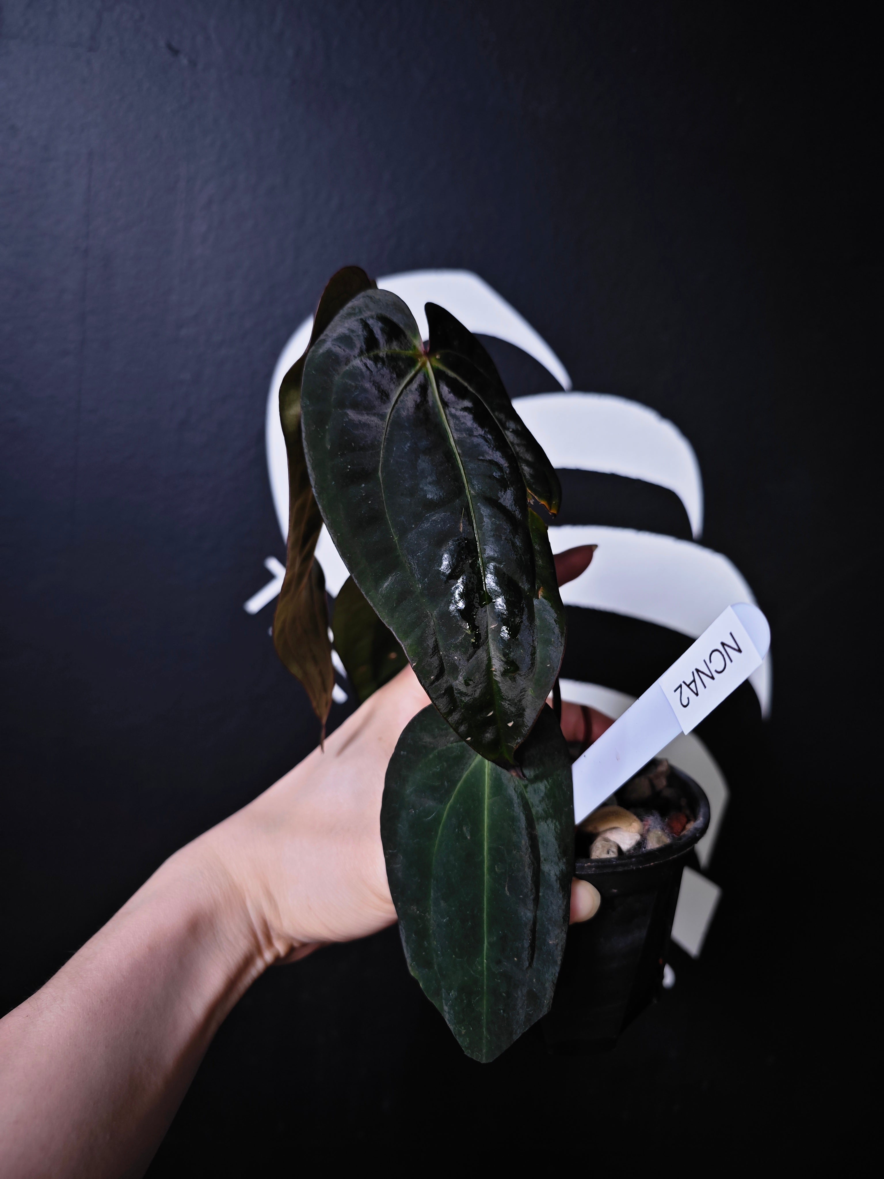 も*ー様 アンスリウムantolakii×carlablackiae anthu Anthurium Carlablackiae x Night Dragon - thebasements.com
