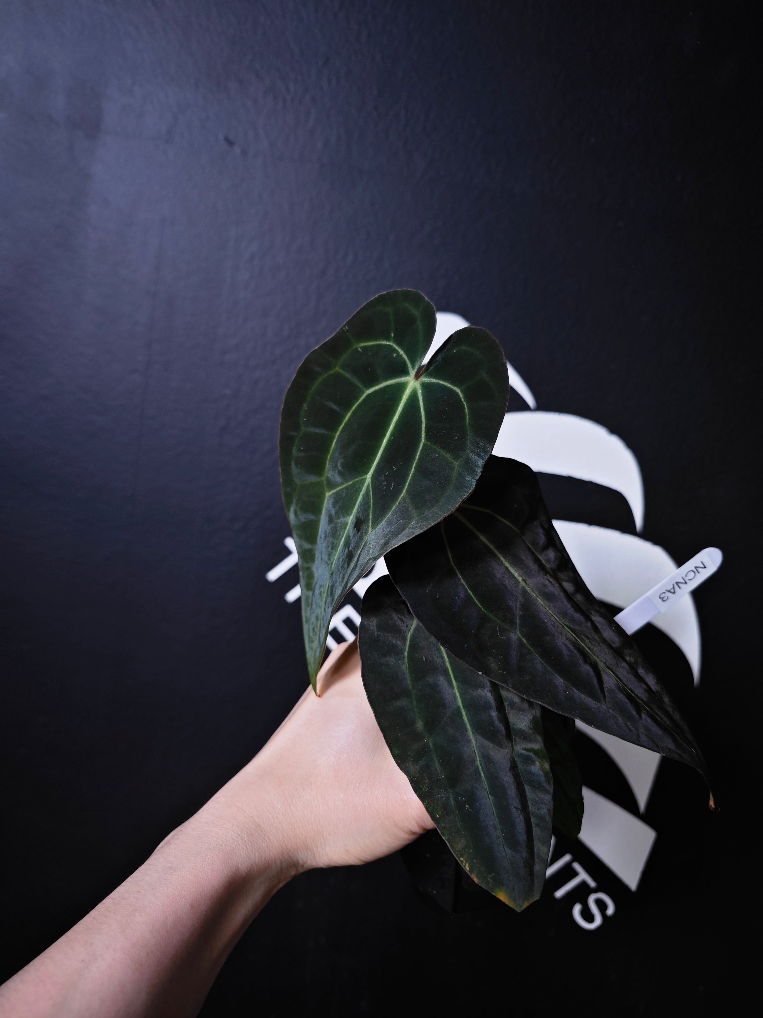 Anthurium Carlablackiae x Night Dragon - thebasements.com