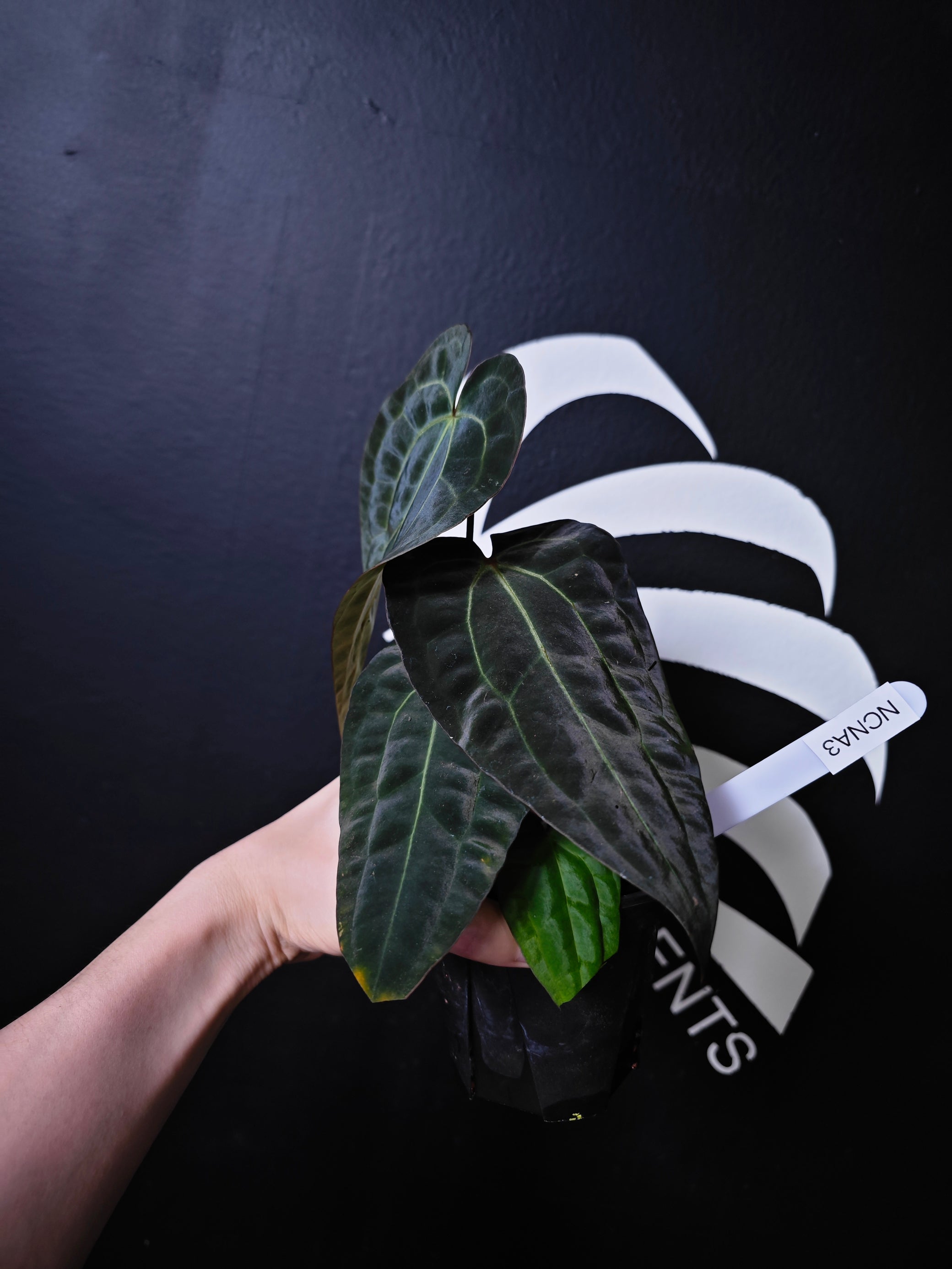 anthurium carla blackii Anthurium Carlablackiae x Night Dragon