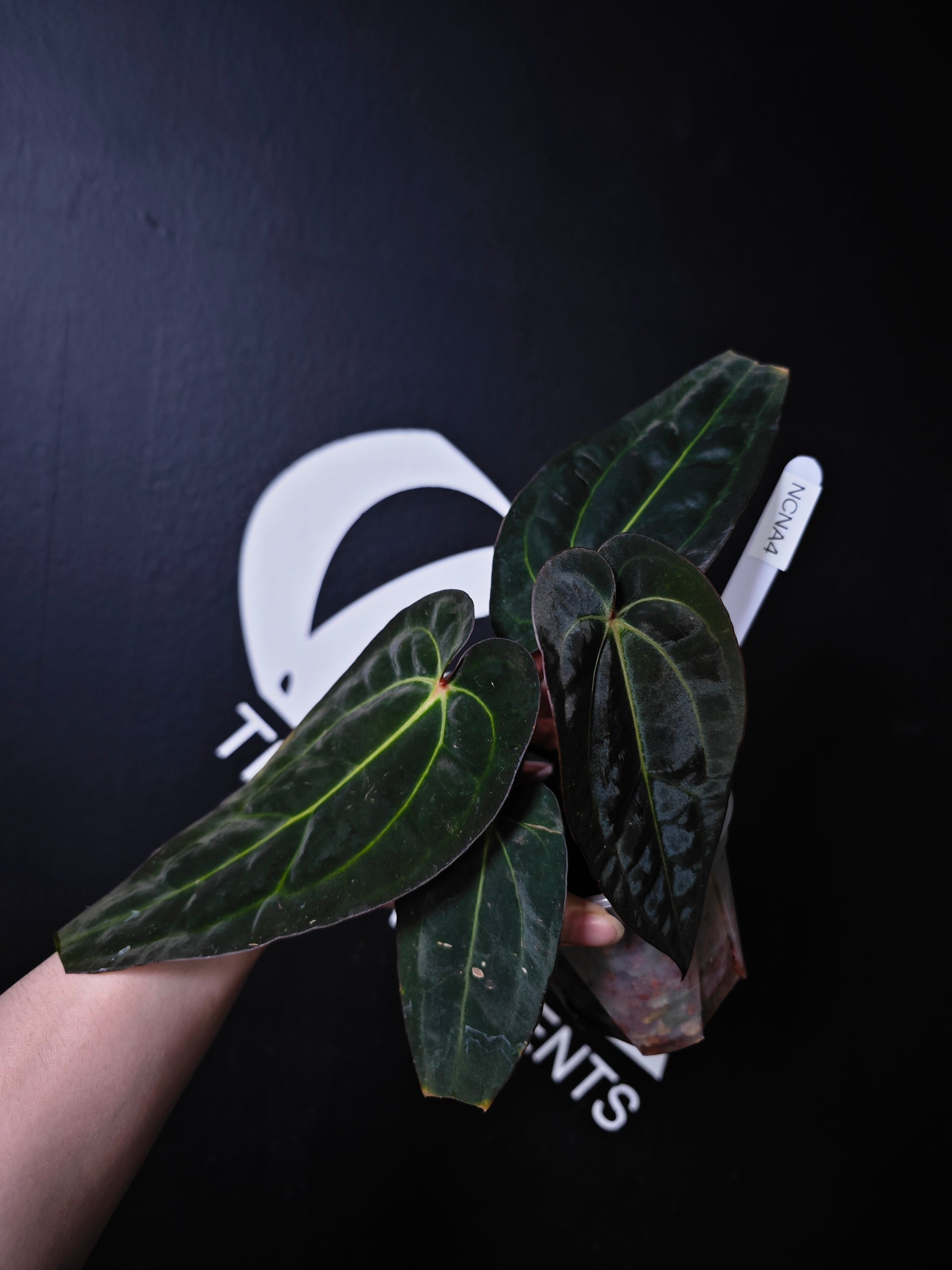 anthurium titanium Anthurium Carlablackiae x Night Dragon