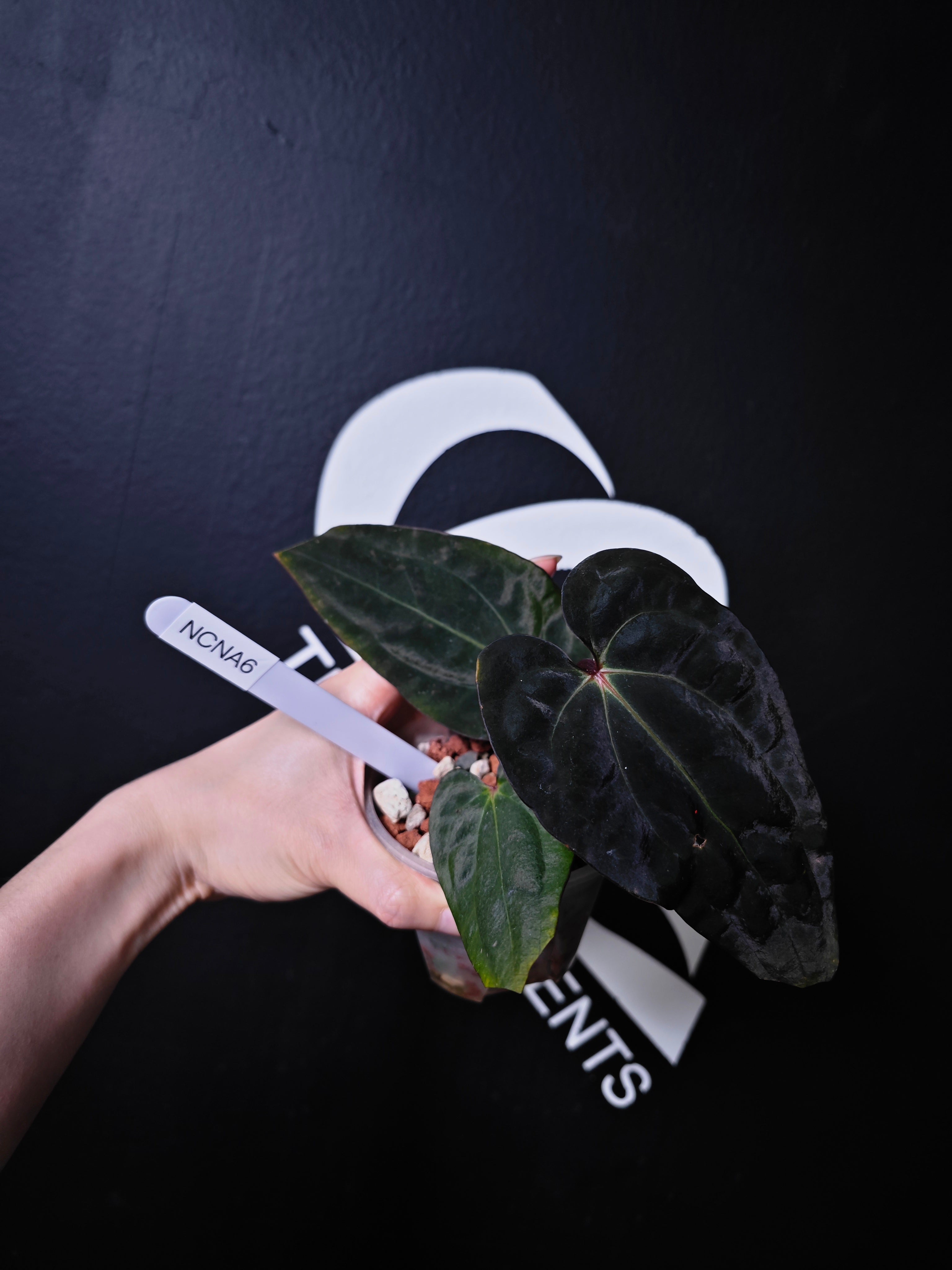 Anthurium Carlablackiae x Night Dragon - thebasements.com