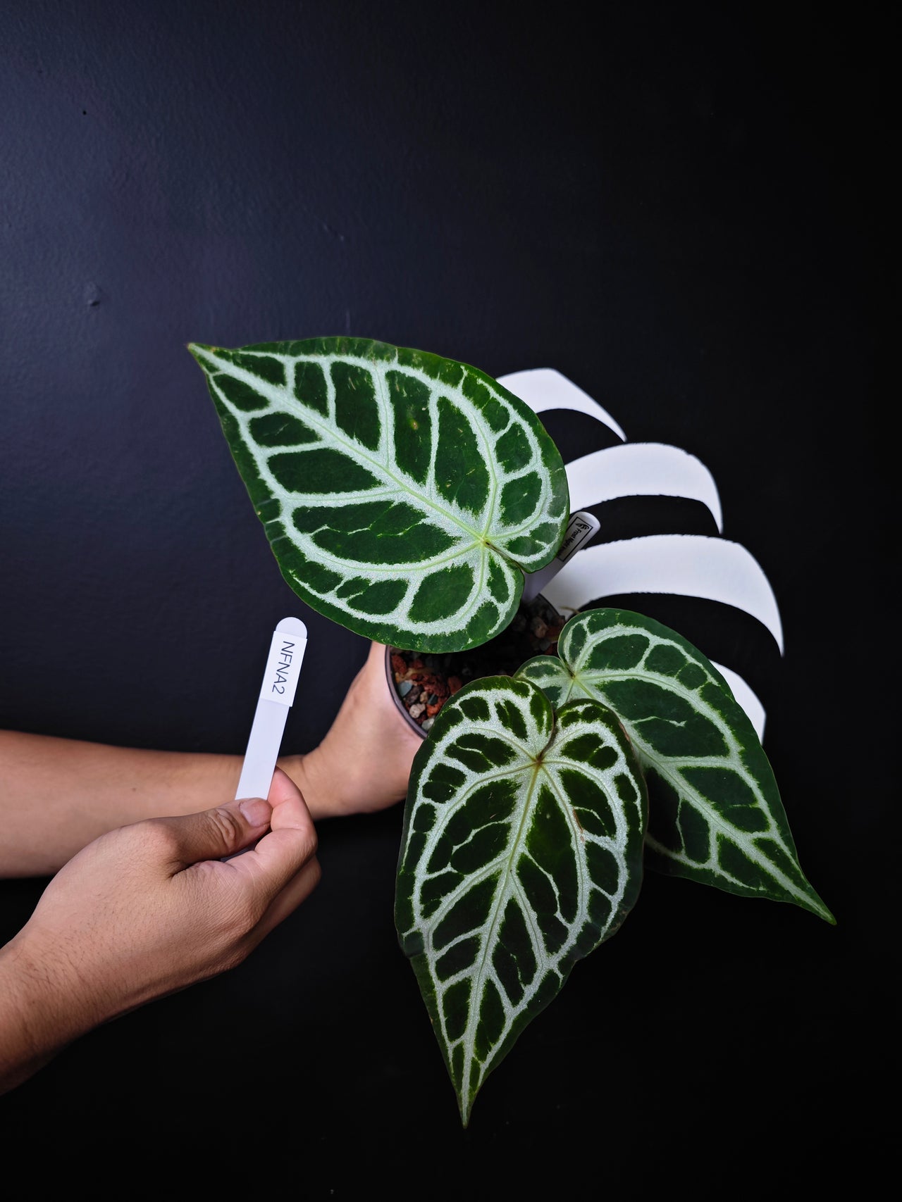 Anthurium Frost Night Knight