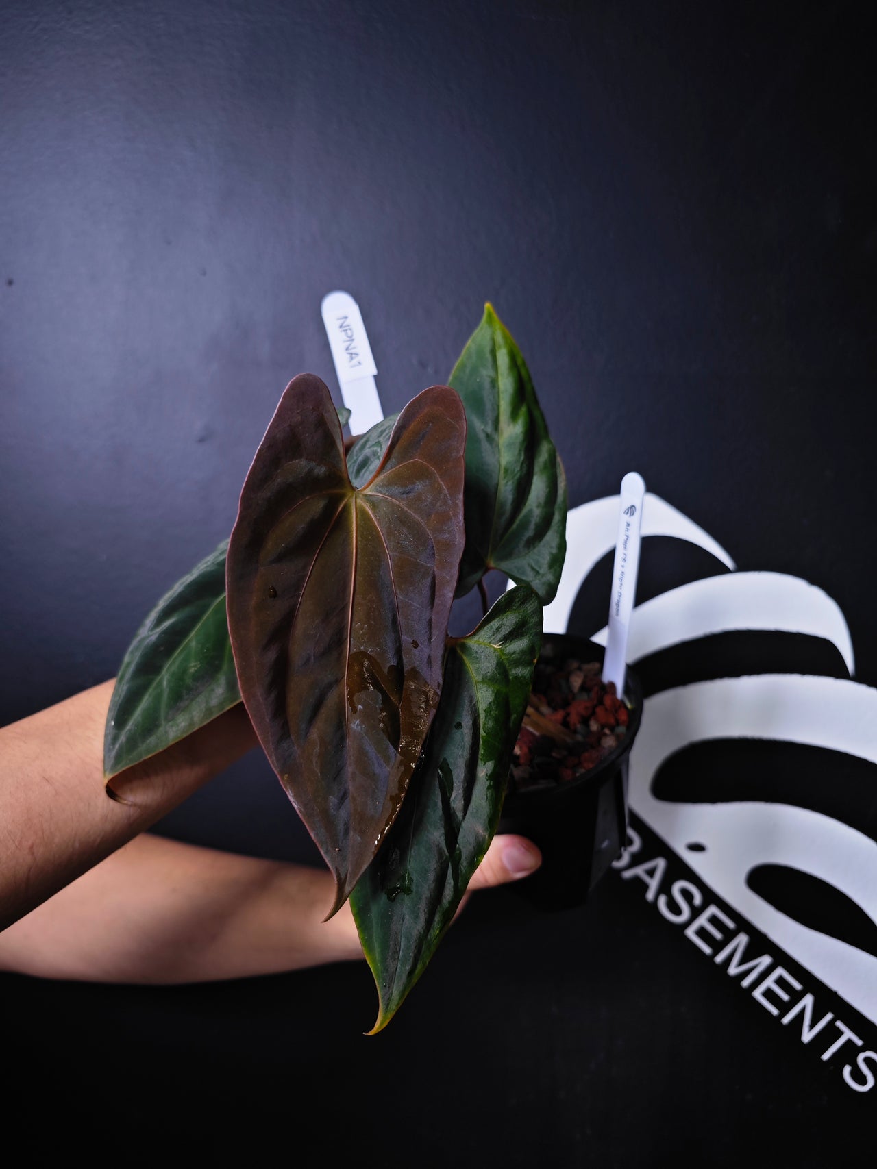 Anthurium Papi Fort Sherman x Night Dragon
