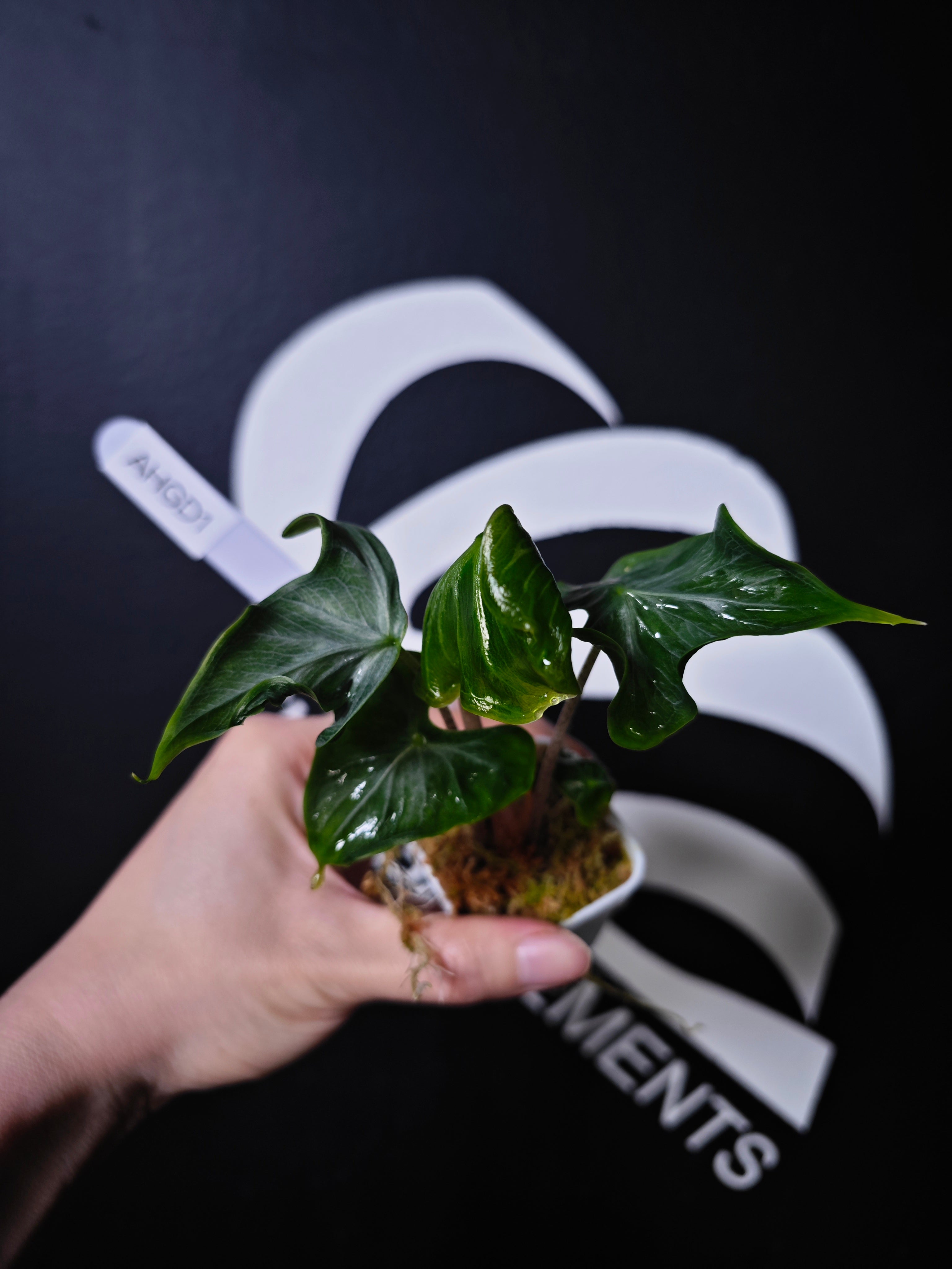 熱帯植物　アロカシア　\