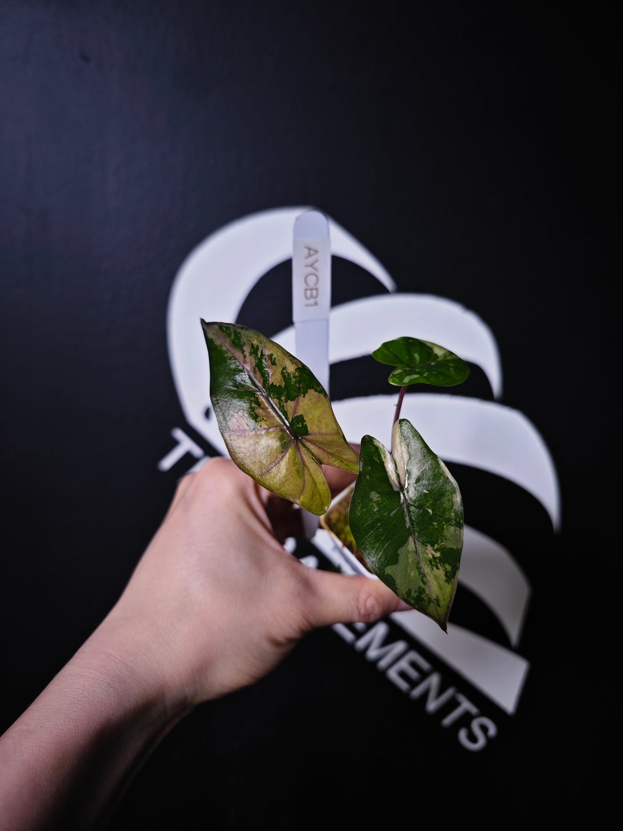 Alocasia Yucatan Aurea - thebasements.us