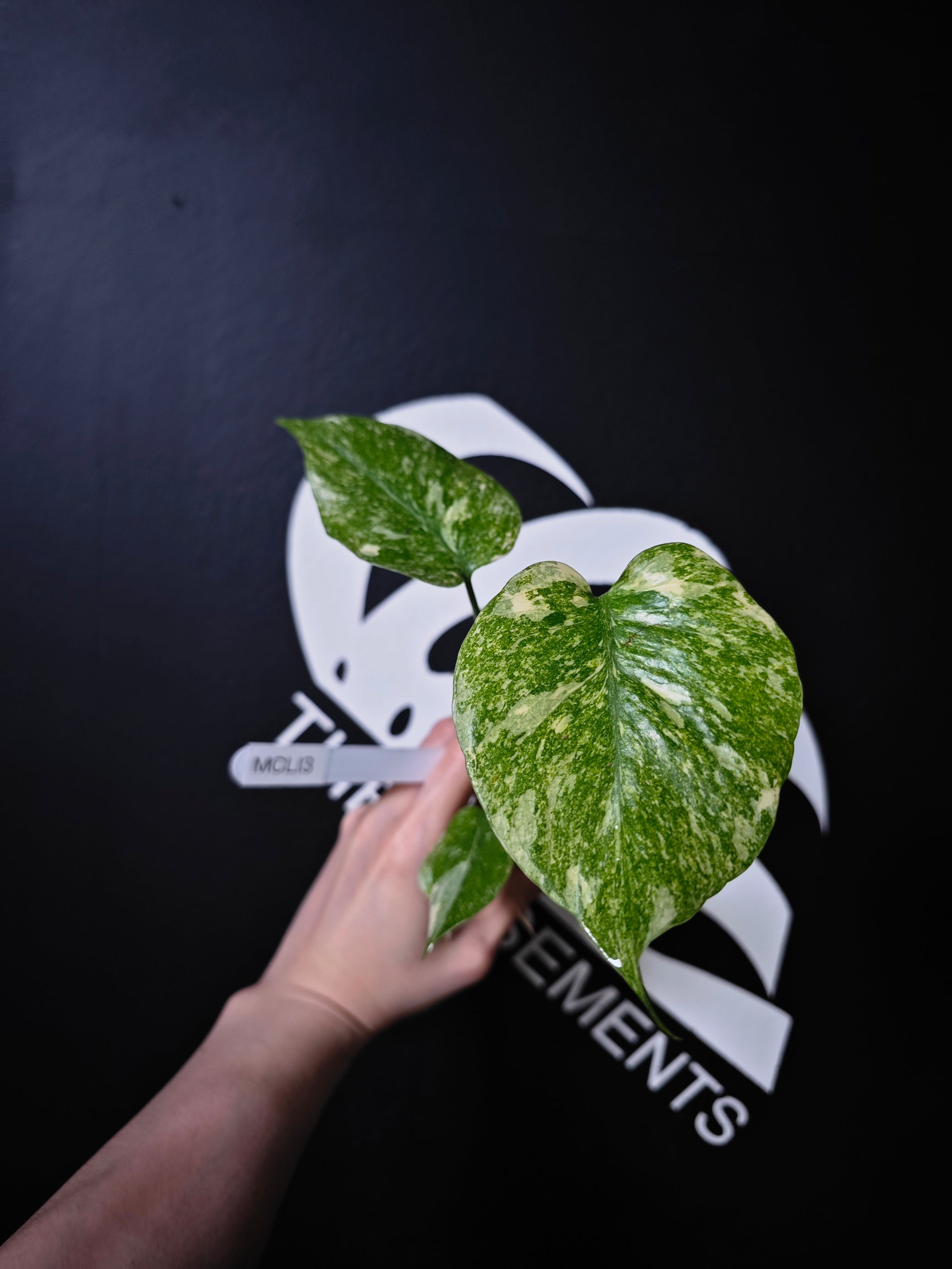 monstera thai constellation tc Monstera Legacy