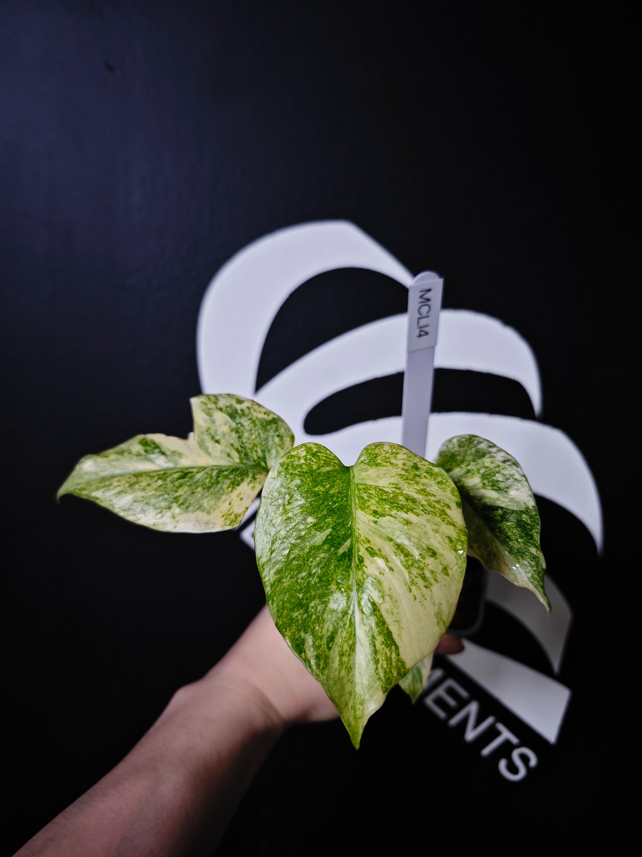 monstera deliciosa legacy variegated Monstera Legacy