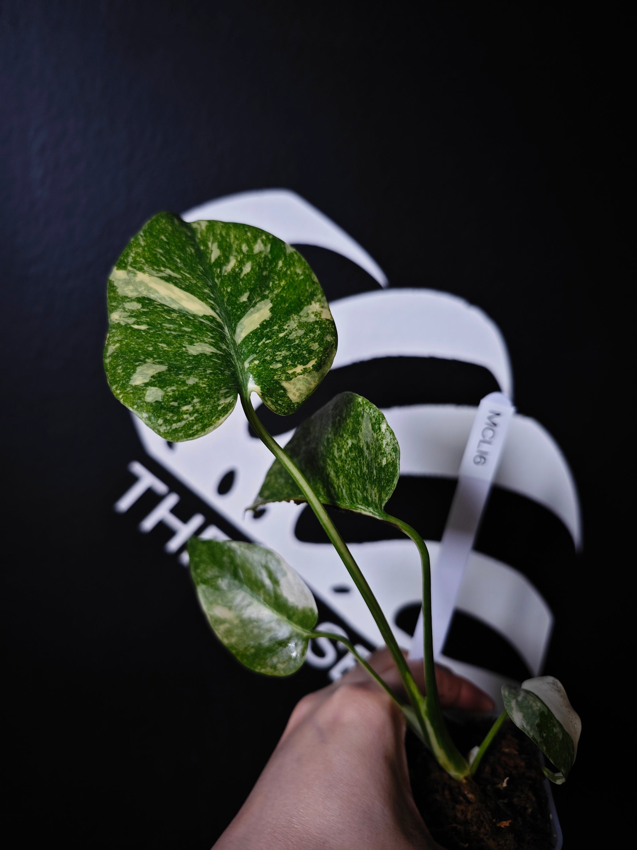 monstera thai legacy Monstera Legacy