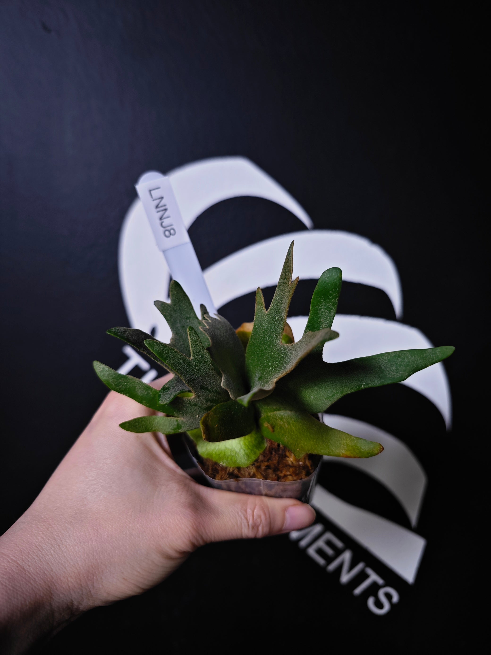 Platycerium Willinckii Dwarf “Nano” Sporeling