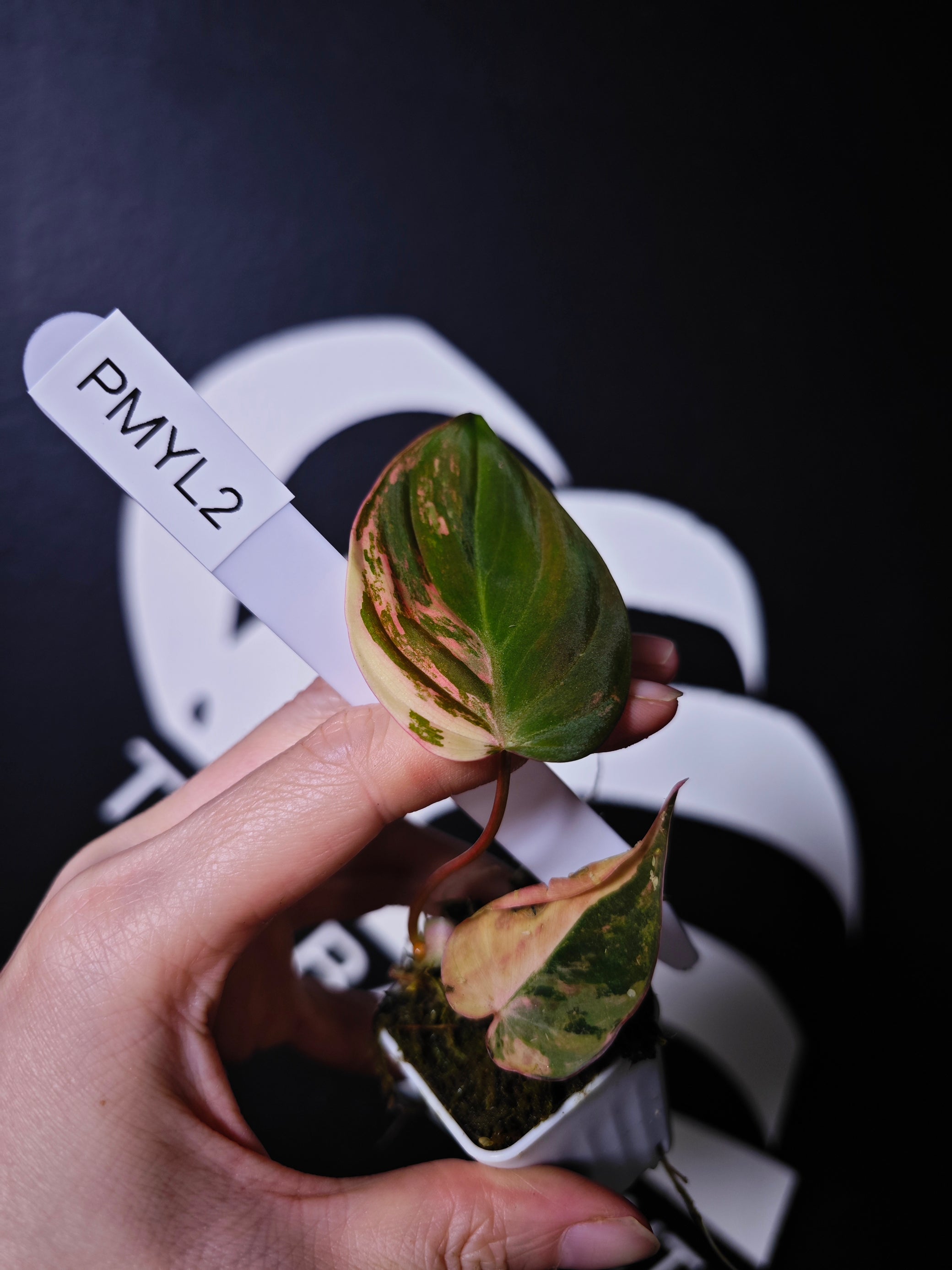 Philodendron Mican Aurea Variegated