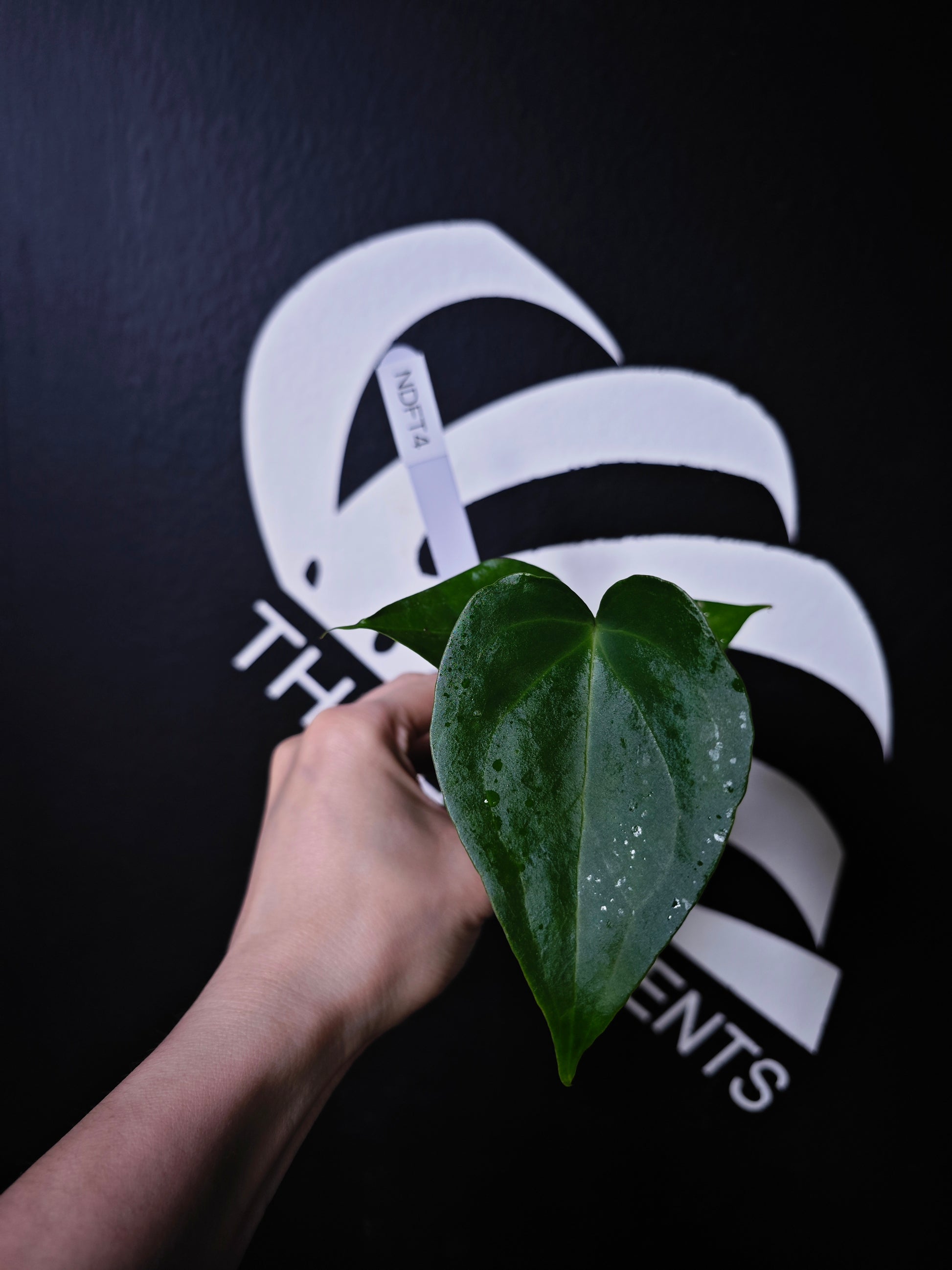 Anthurium Delta Force - thebasements.com