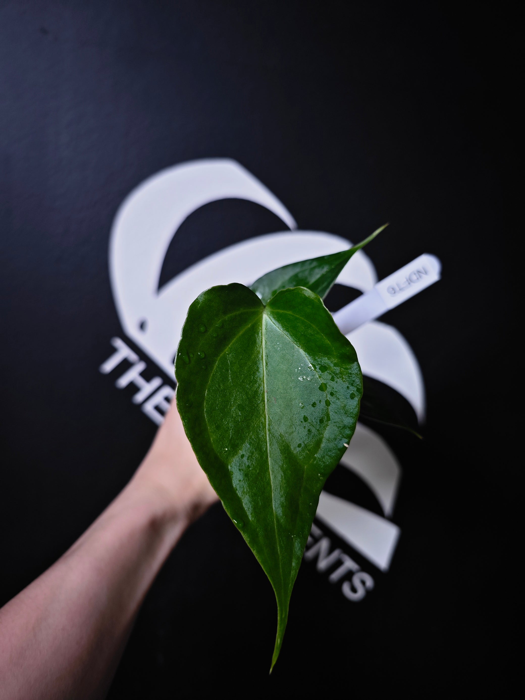 philodendron delta force Anthurium Delta Force