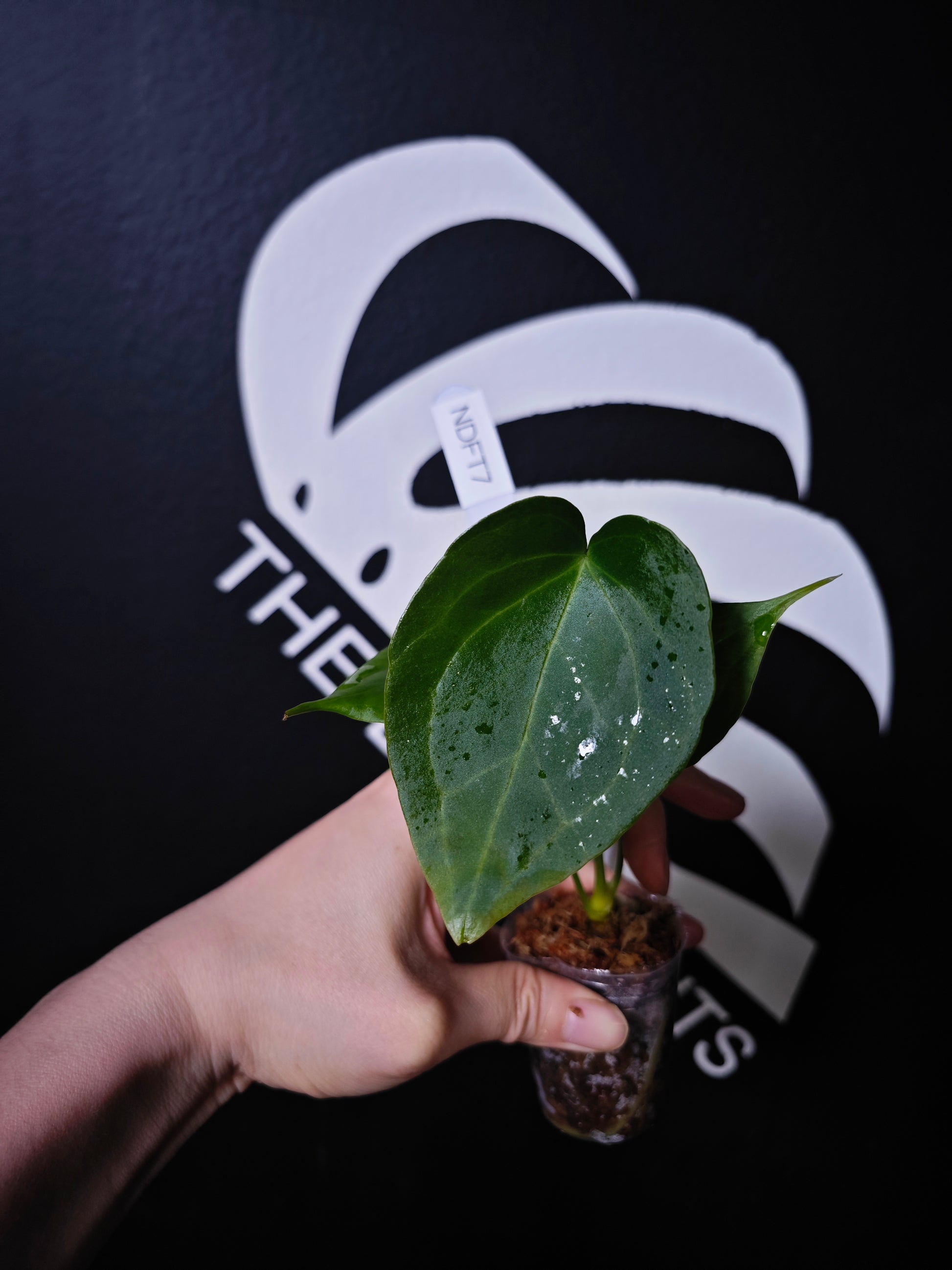 Anthurium Delta Force - thebasements.com