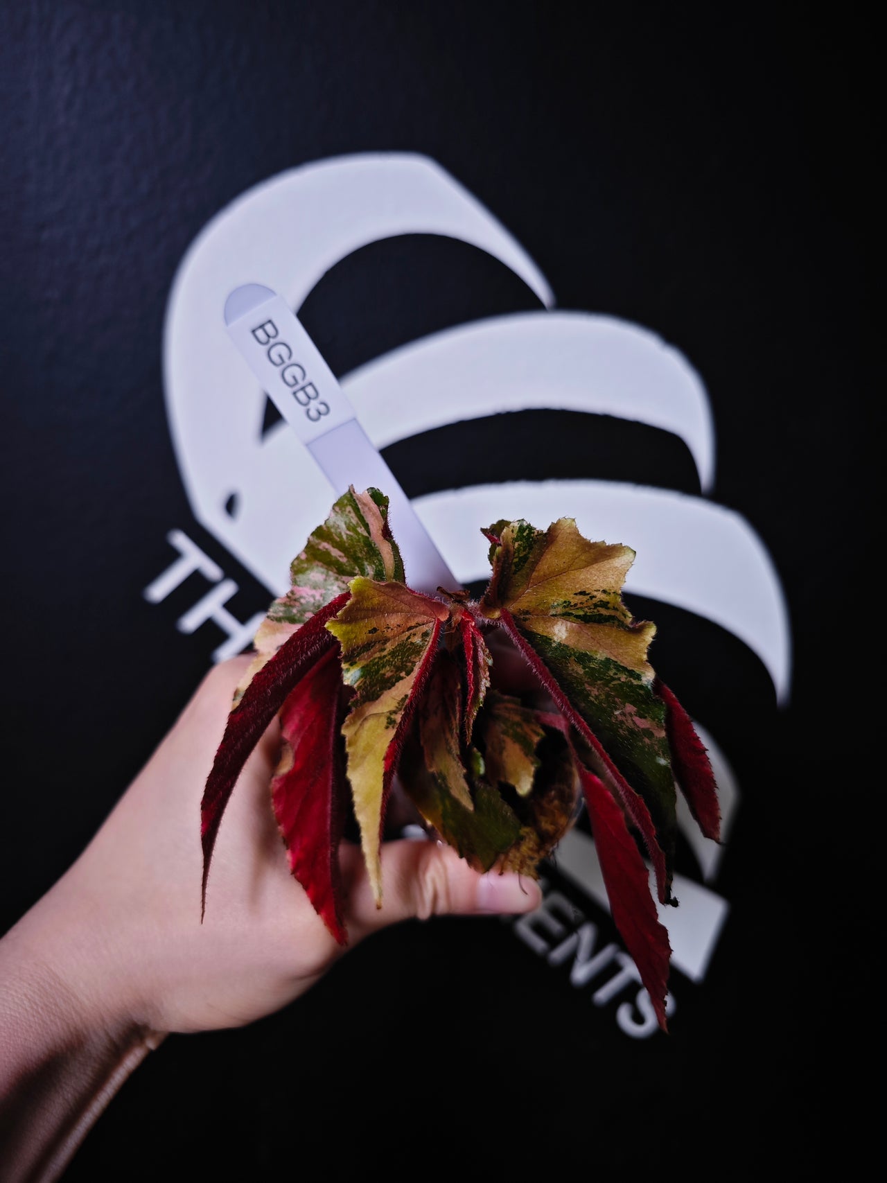 Begonia Ginny Galaxy - thebasements.us
