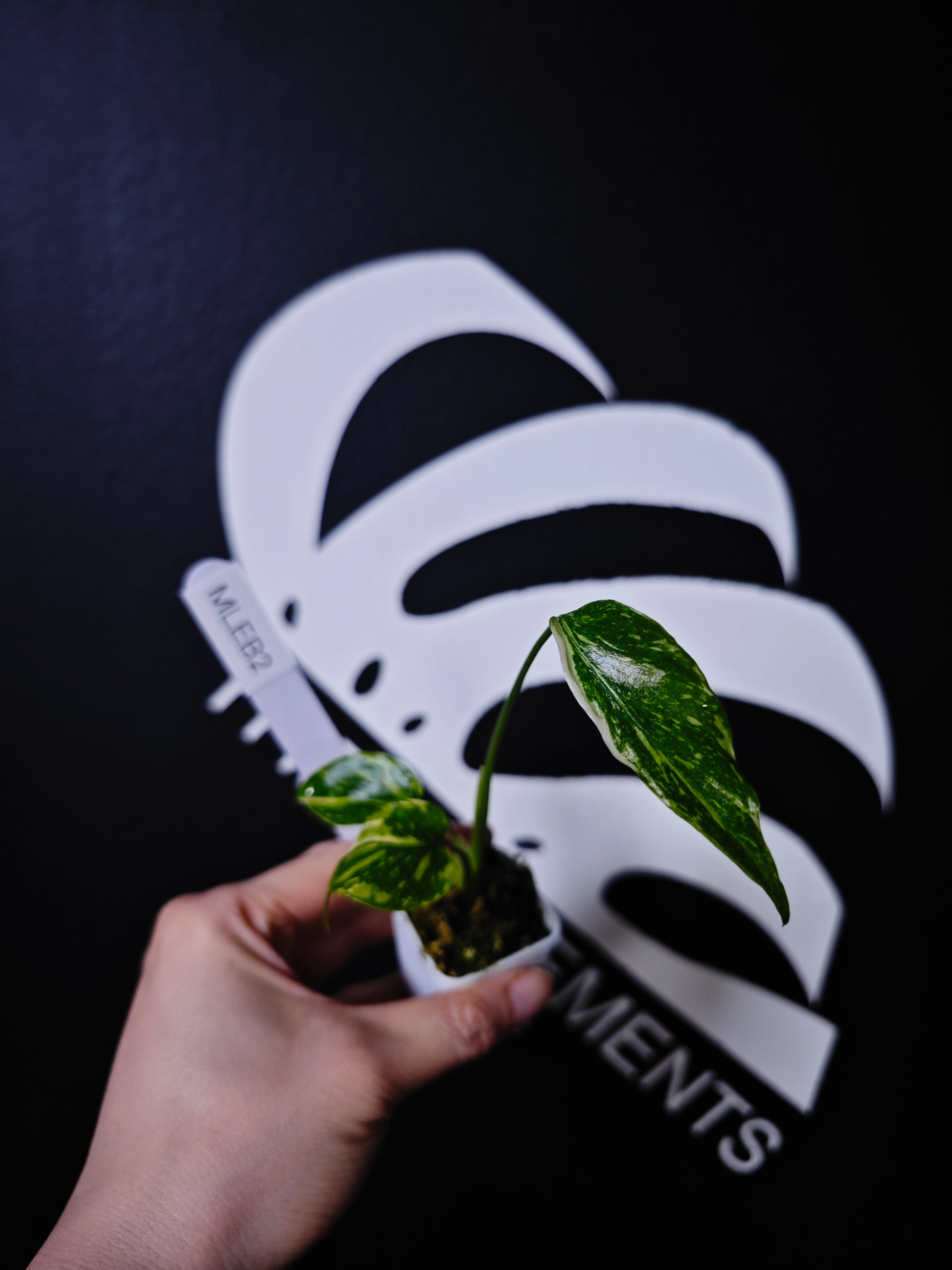 Monstera Electrolyte - thebasements.com