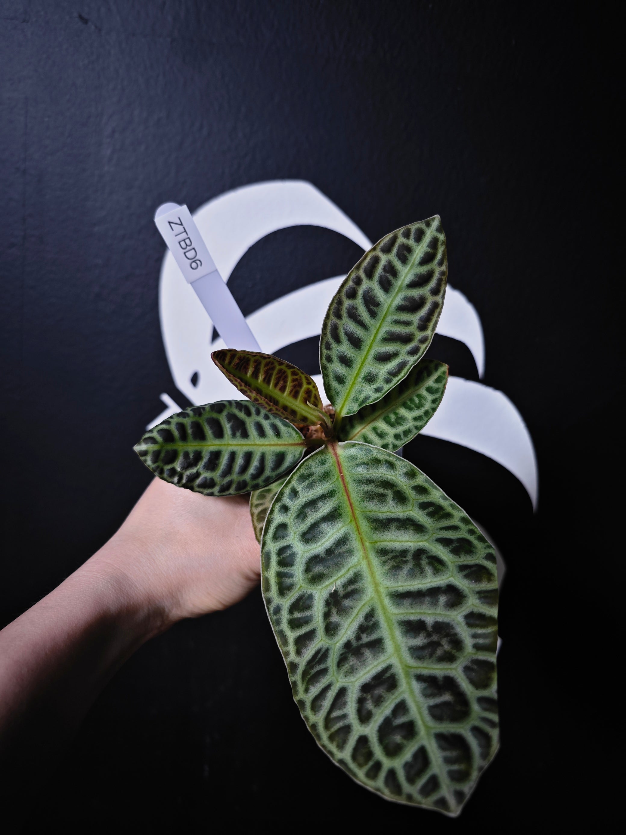 turtle back succulent Ardisia "Turtle Back"