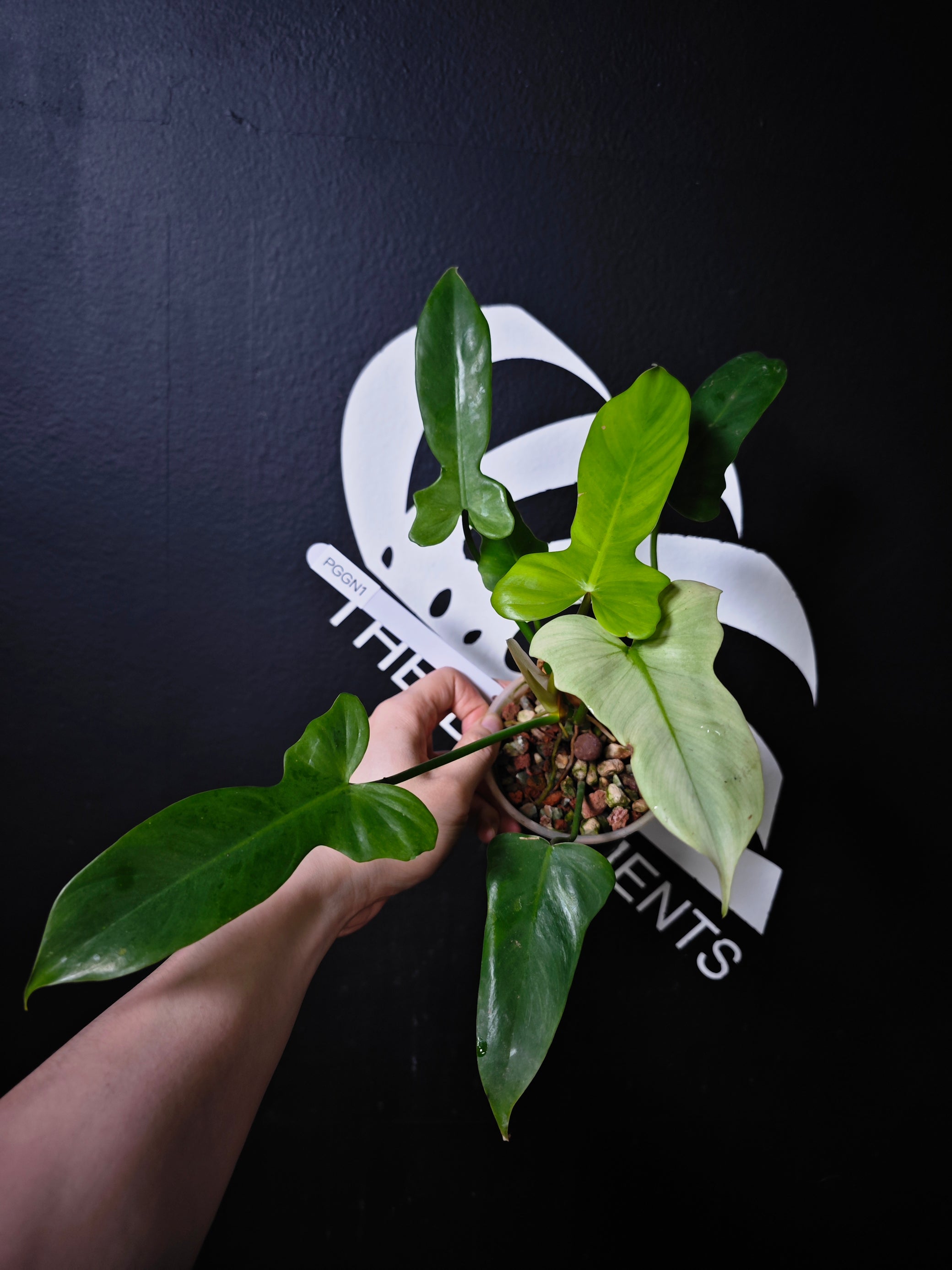philodendron golden dragon mint Philodendron Golden Dragon Mint