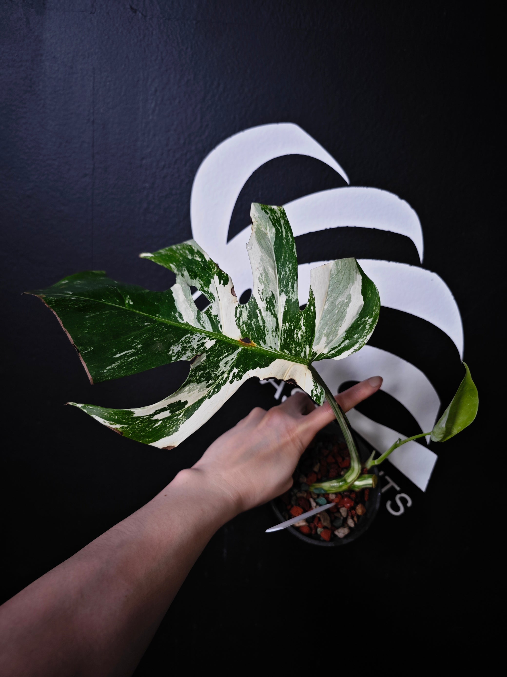 albo monstera borsigiana Monstera Borsigiana Albo