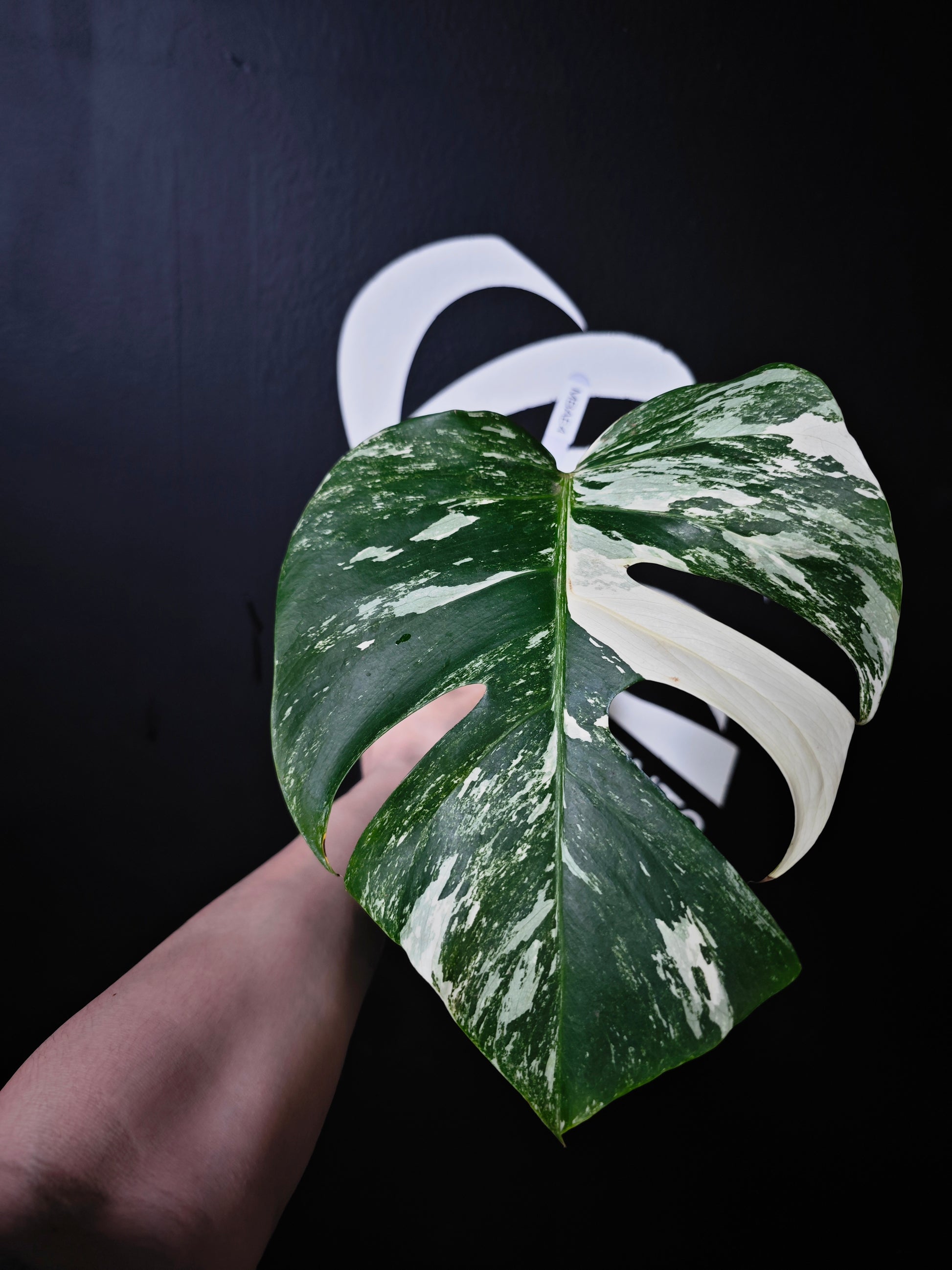 Monstera Borsigiana Albo - thebasements.com