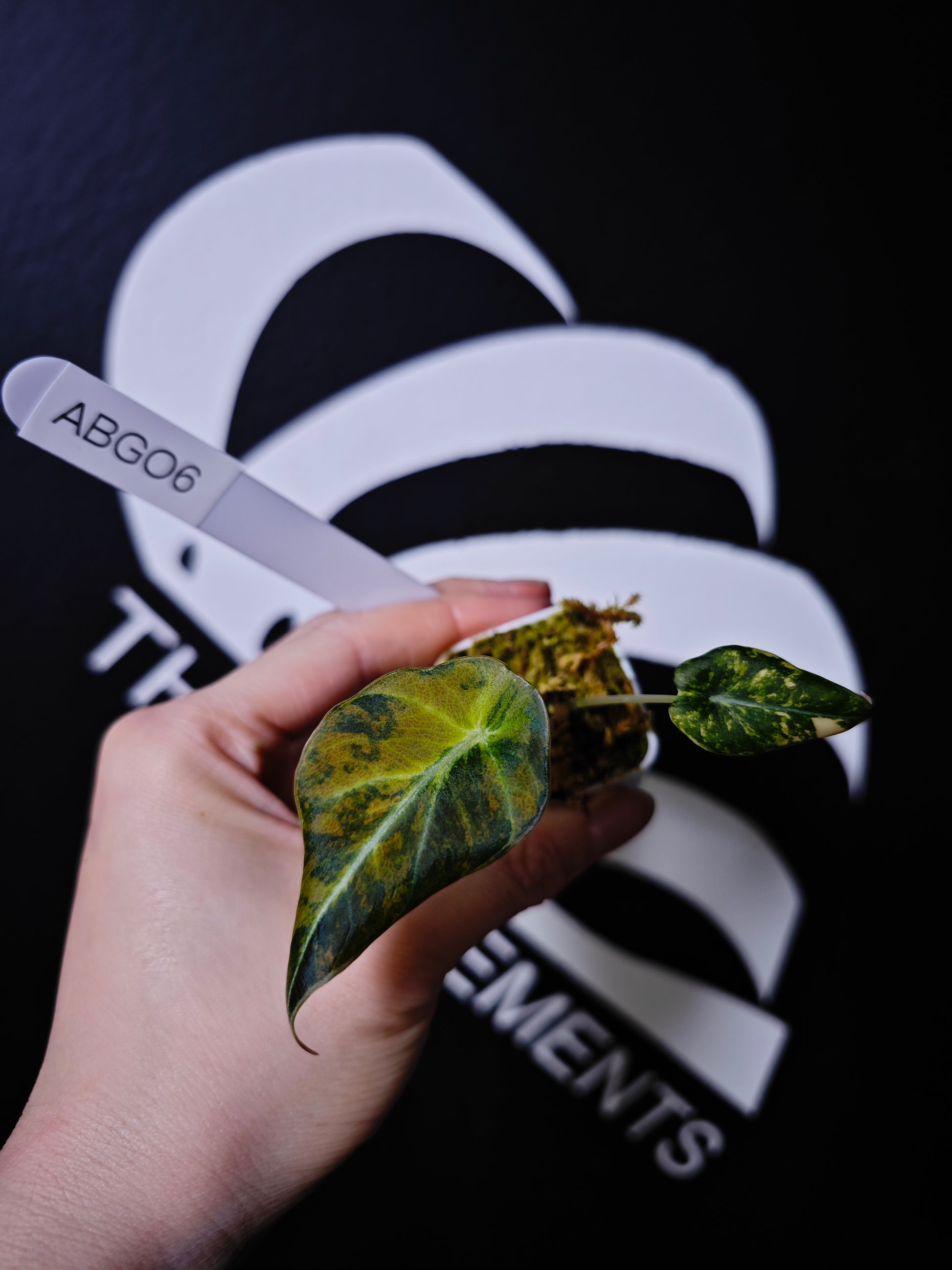 Alocasia Black Velvet Aurea Variegated - thebasements.com