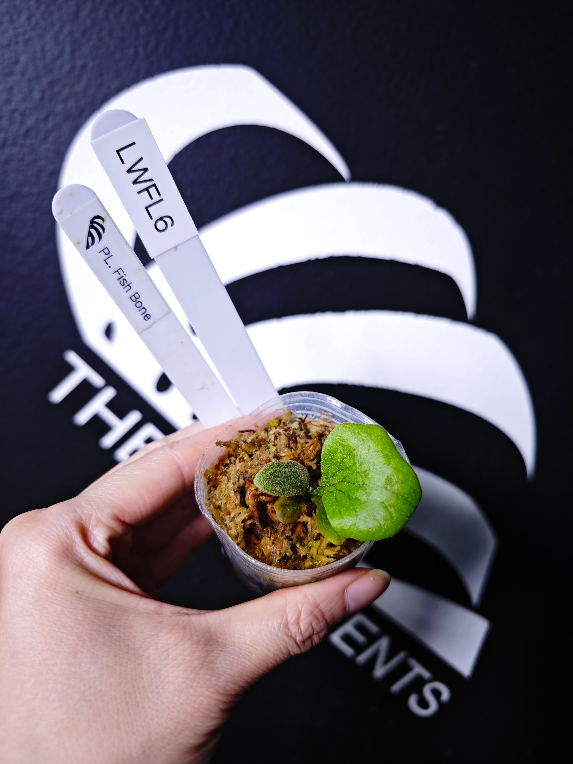 Platycerium Willinckii "Fishbone" Dwarf - thebasements.com