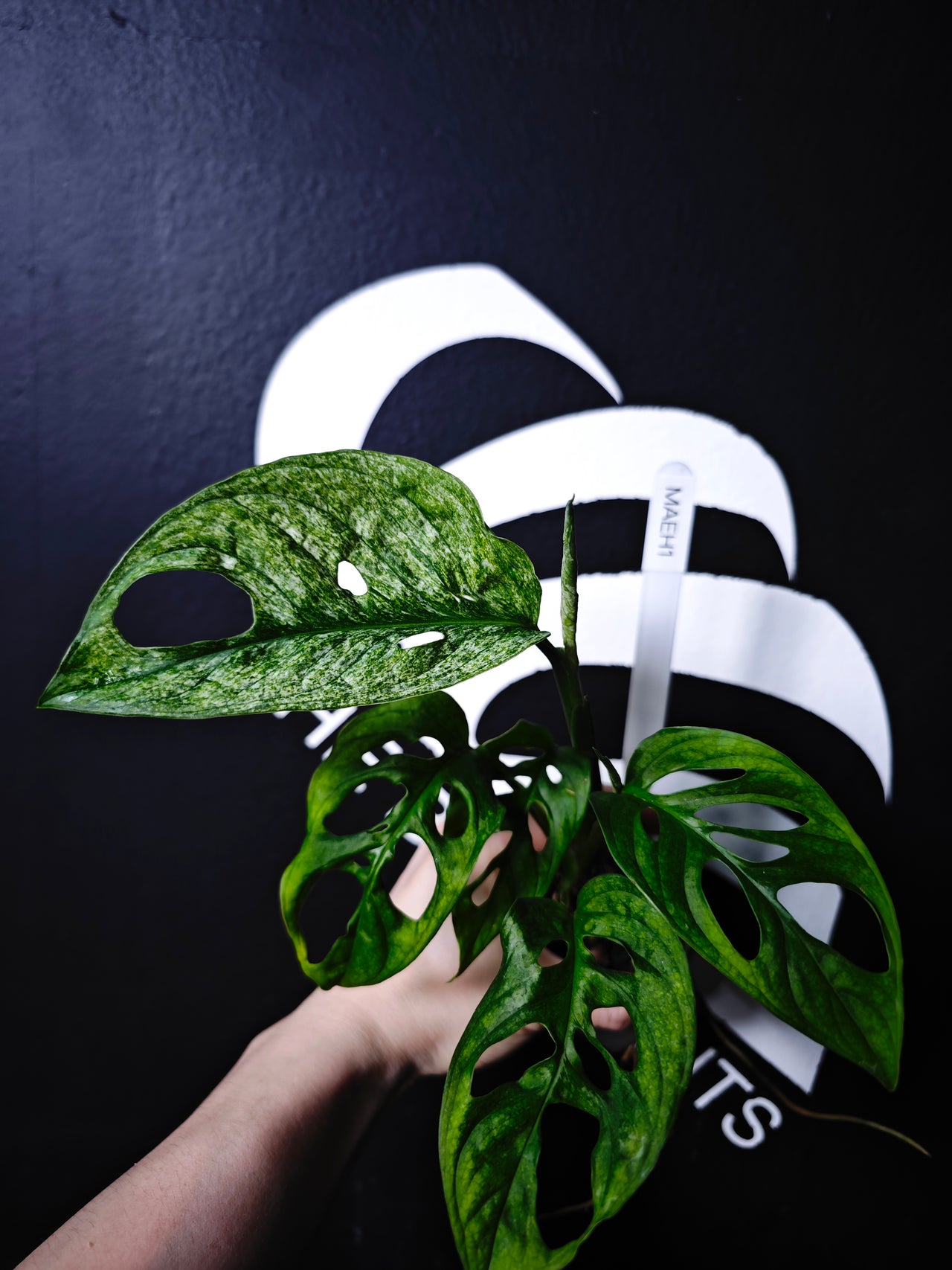 Monstera Adansonii European Mint EU From - thebasements.com