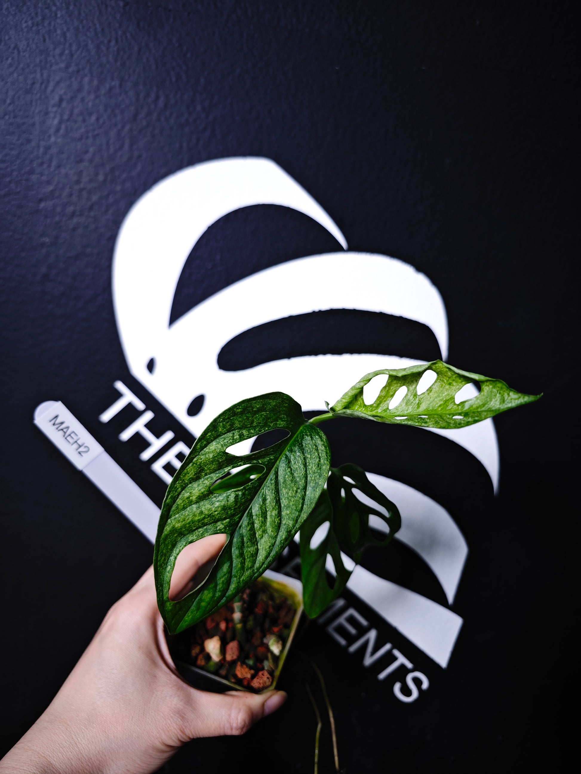 Monstera Adansonii European Mint EU From - thebasements.com