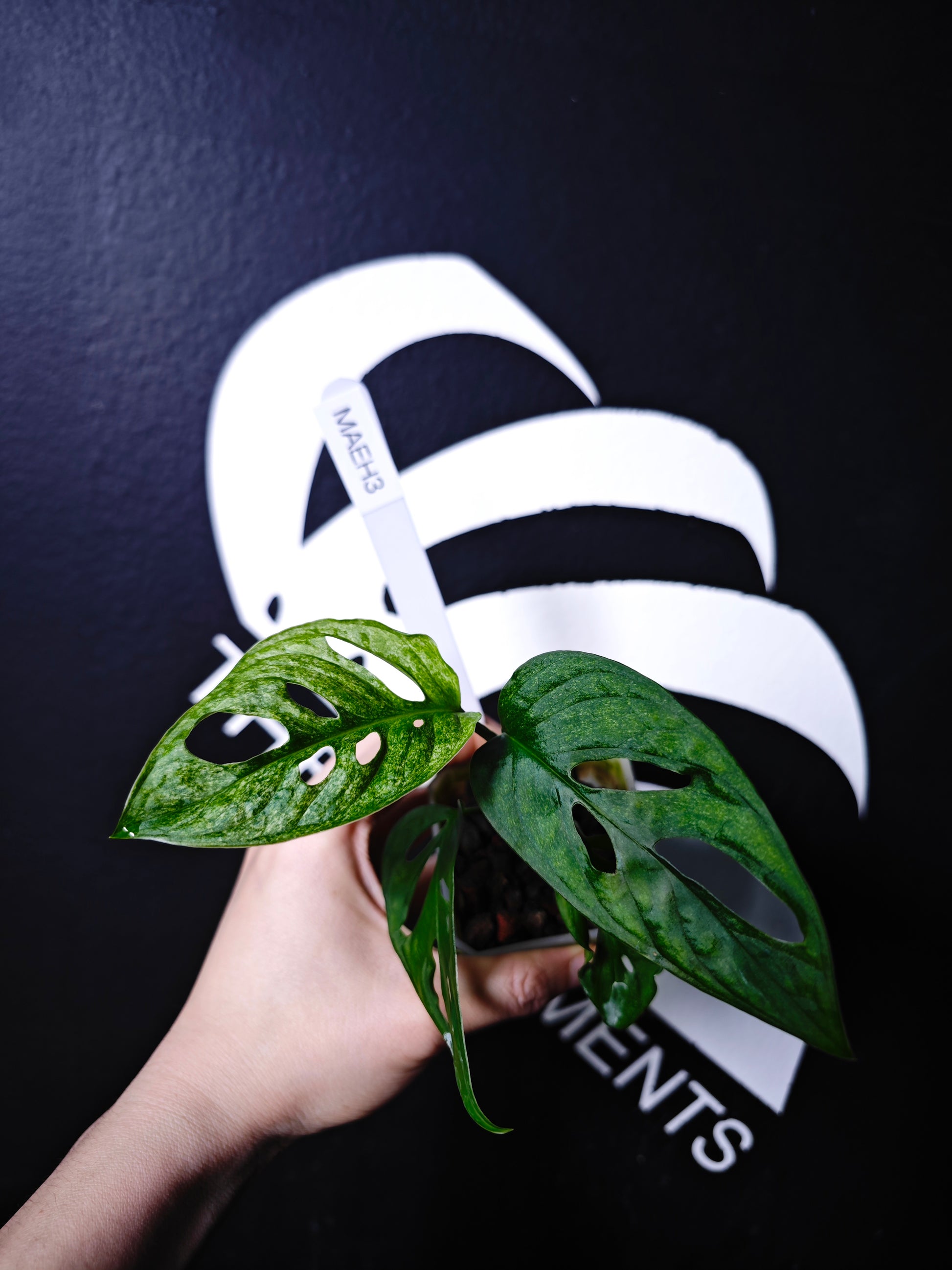 Monstera Adansonii European Mint EU From - thebasements.com