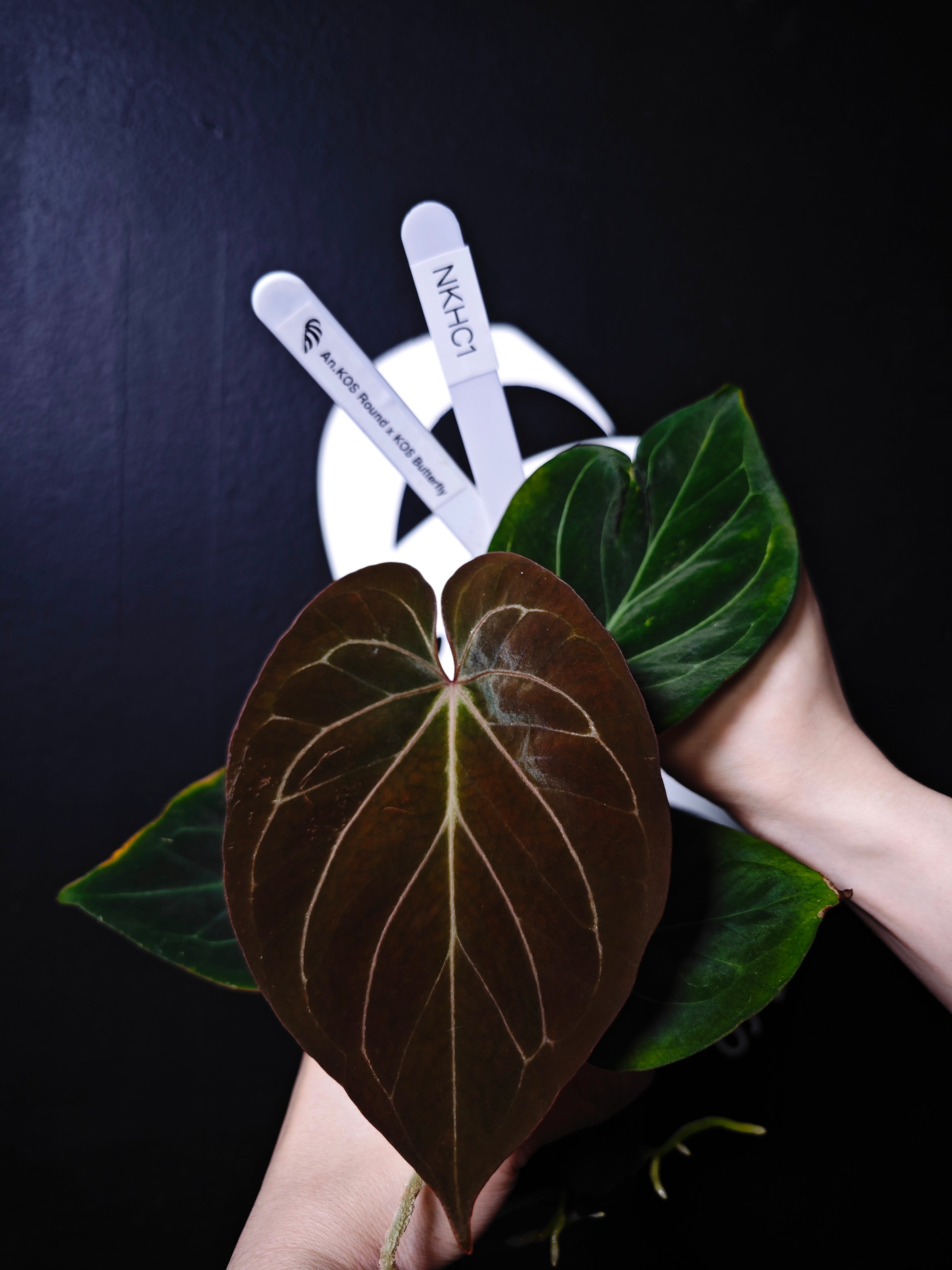 Anthurium King of Spades Selected - thebasements.com
