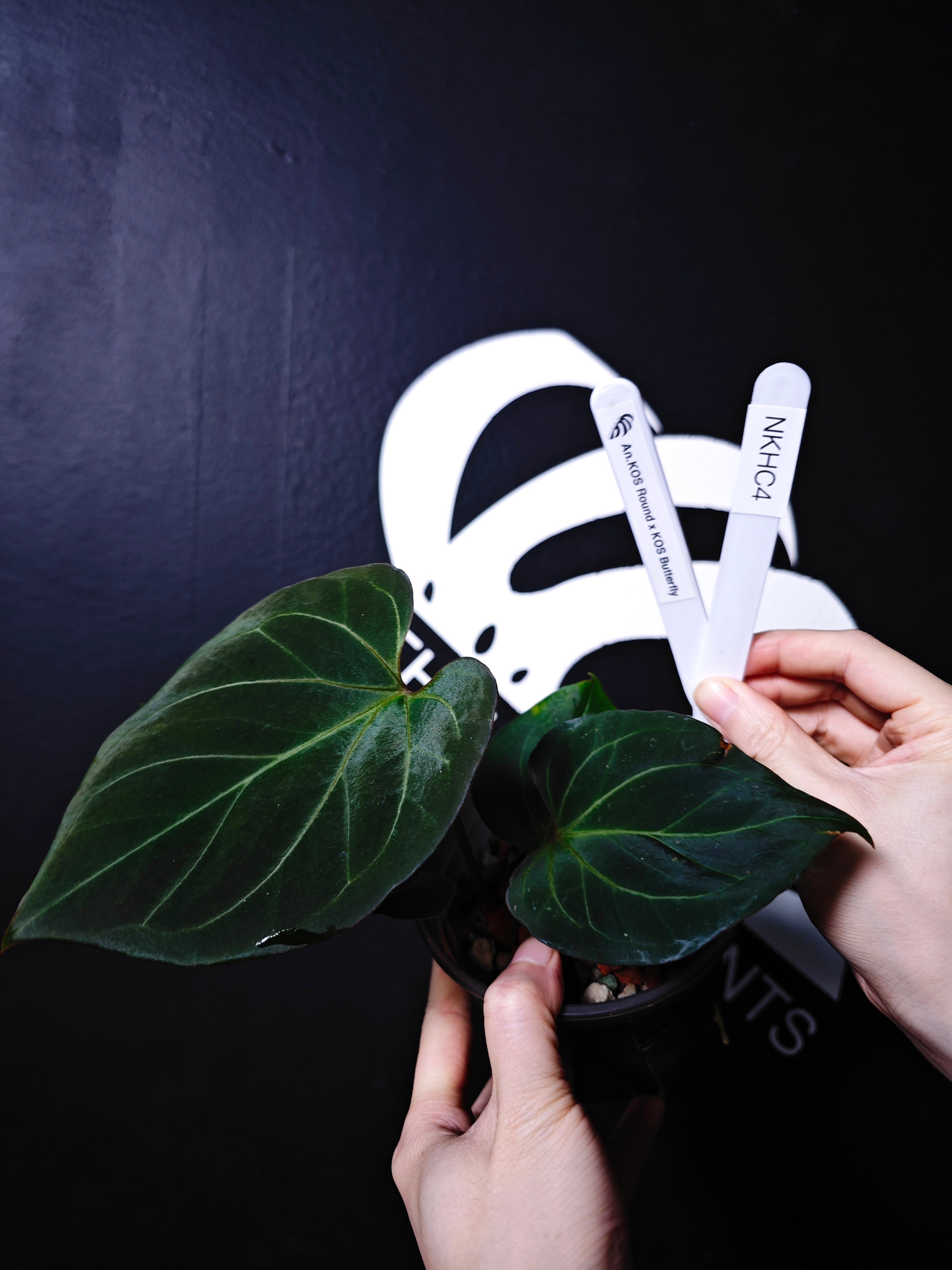 Anthurium King of Spades Selected