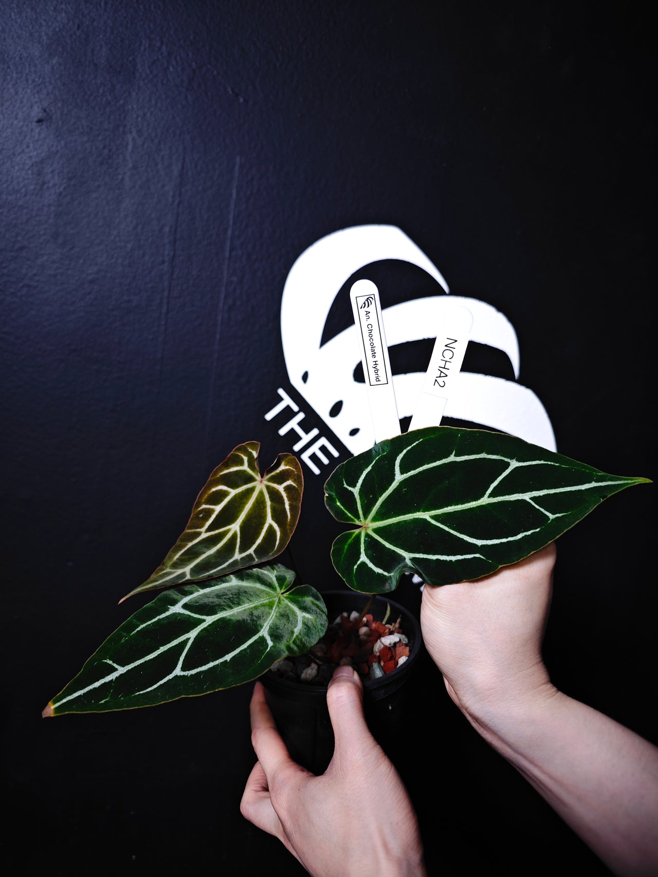 Anthurium Chocolate 2.0