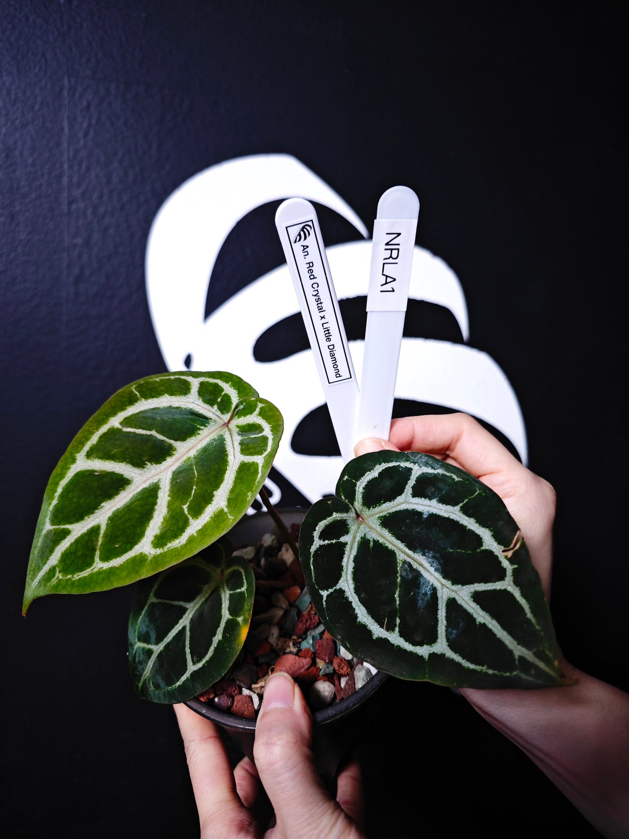 Anthurium Red Crystal x Little Diamond